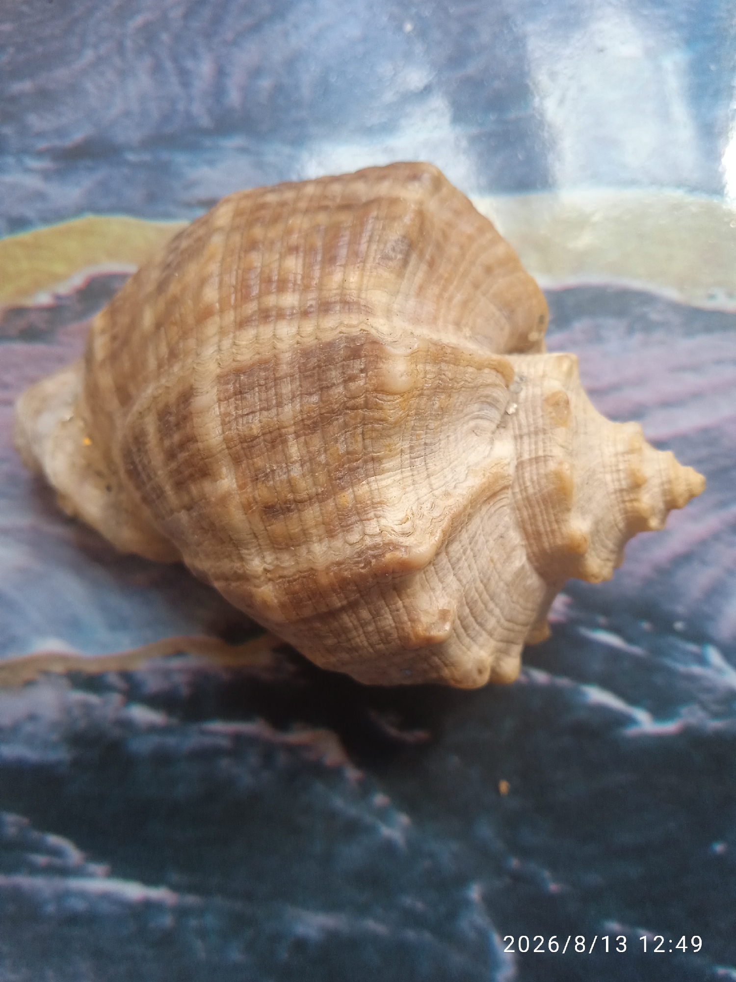 A single, light brown, spiraled seashell rests on a textured surface with blue and white patterns, resembling water or a marble-like material. The seashell has intricate ridges and appears to be a whelk or conch shell. The lighting highlights the shell's texture and curves. In the bottom right corner of the image, a timestamp is visible: "2026/8/13 12:49". The scene appears to be an indoor still life. There is no information to suggest this location is in Chișinău, Moldova.