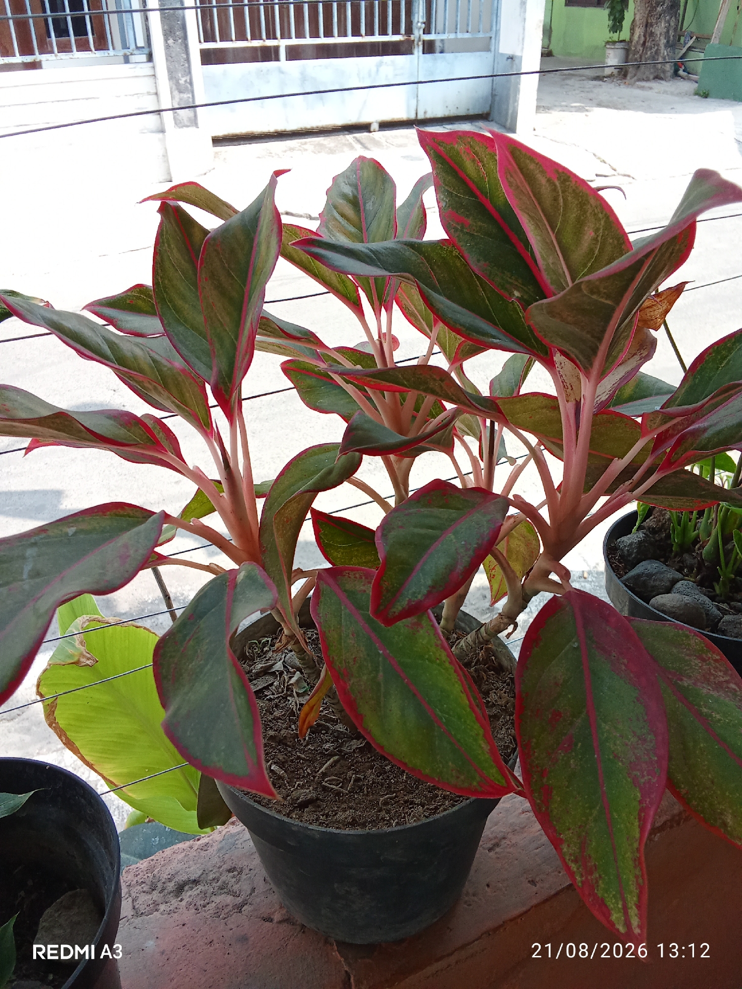 An Aglaonema plant with dark green leaves edged in red sits in a black pot on a ledge. In the background, a white metal gate and fence are visible, with a building and trees beyond. The scene is outdoors, likely in a residential area of Banaran, Indonesia. The date and time stamp "21/08/2026 13:12" is visible in the bottom right corner.