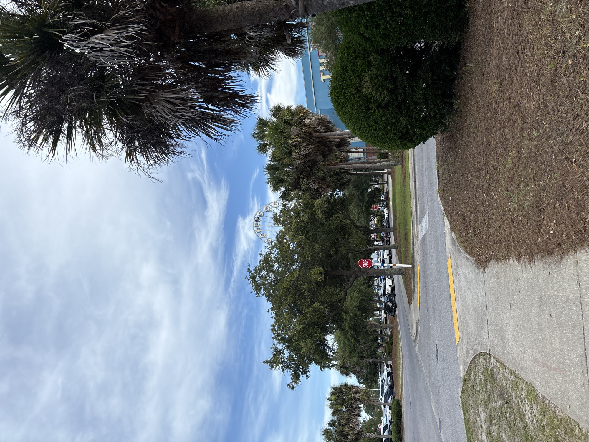 The image depicts a street scene in Panama City Beach, Florida, with a large Ferris wheel visible in the background. In the foreground, a sidewalk curves to the right, bordered by a patch of dry grass and pine needles. To the left, a road leads into a parking lot filled with various vehicles, including cars and SUVs. Several palm trees and other leafy trees are scattered throughout the scene, with one particularly large palm tree dominating the right side of the frame. A bright blue building with yellow lettering is partially visible behind the trees. A red stop sign is posted on a white pole near the intersection. The sky above is a mix of blue and white clouds.