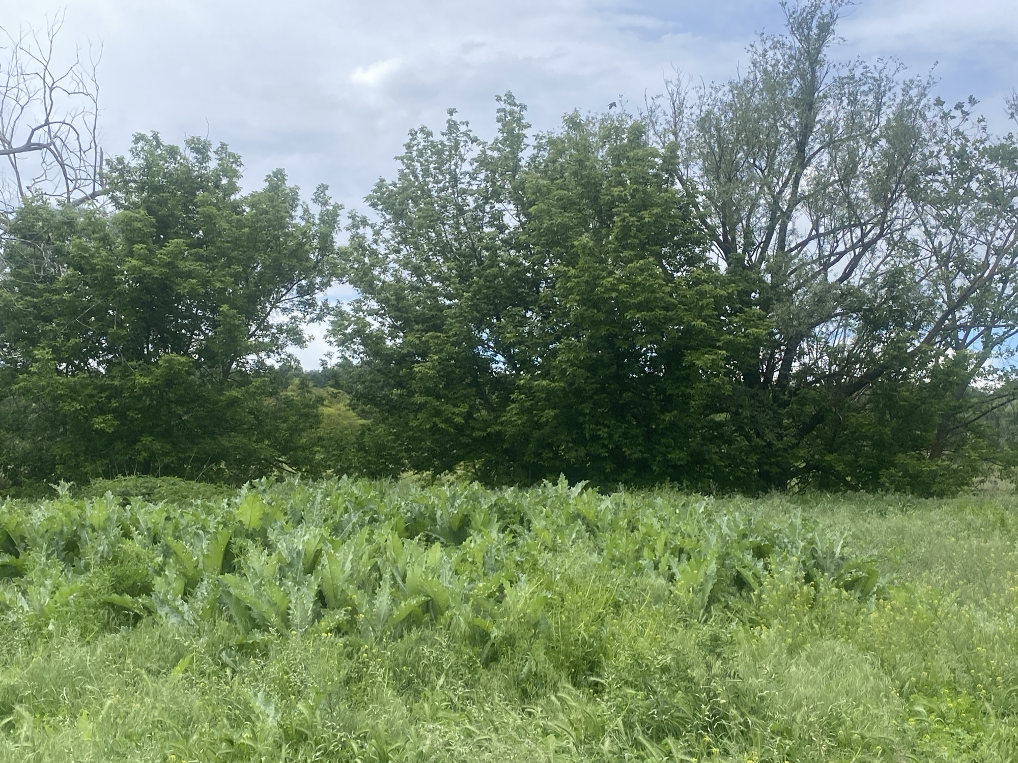 The image depicts a field of lush green vegetation under a partially cloudy sky. In the foreground, various types of grasses and broad-leaved plants dominate the scene, creating a dense undergrowth. Behind this field, a line of trees marks a boundary, their green foliage contrasting with some bare branches on the left and right edges of the frame. The scene appears to be located in a rural or natural environment, but there is no indication that the scene is located in the city of Yaresky, Ukraine. There are no people visible in the image.