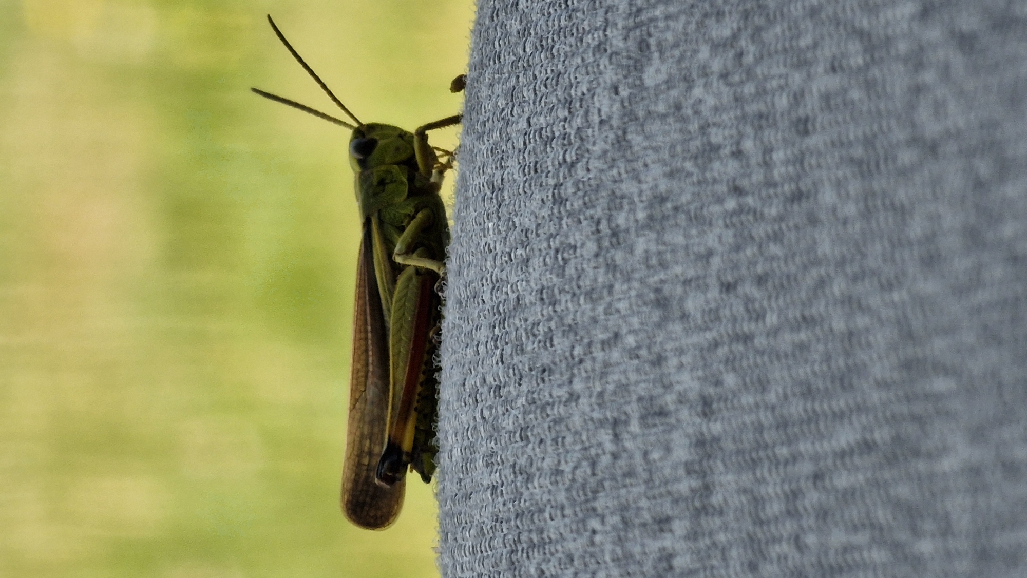 A grasshopper is perched on a gray textured surface, possibly fabric or a natural surface with a similar texture. The grasshopper is oriented horizontally, with its head to the right. Its body is predominantly green, with brown wings that cover its back. It has prominent antennae and visible legs. In the background, a blurred green and yellow area suggests an outdoor environment, possibly foliage or a grassy field. There is no indication of the city of Bielefeld, Germany, or any specific location within it. The scene is static, with no discernible action or interaction occurring.