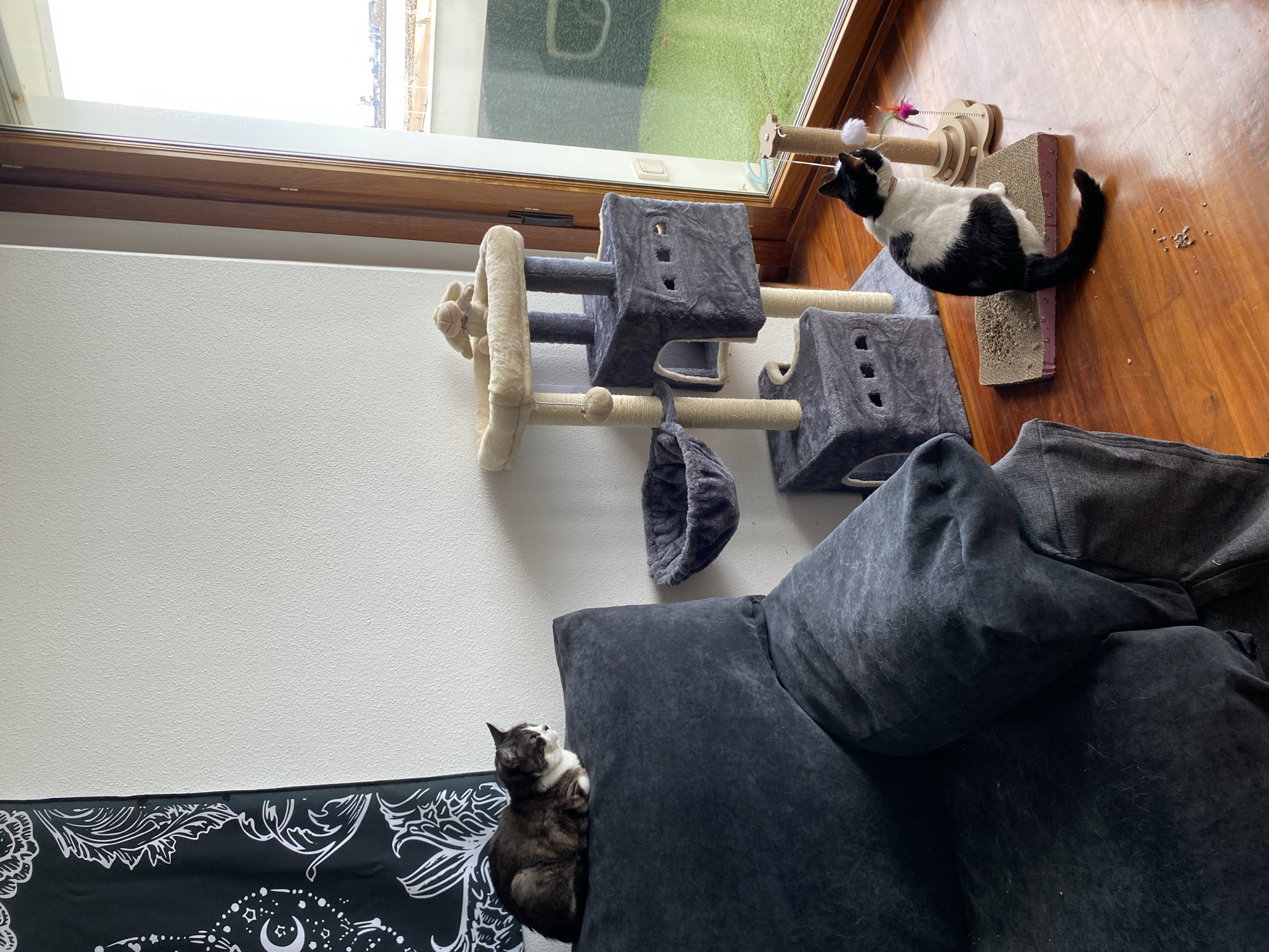 This image depicts an indoor scene featuring two cats and a cat tree situated on a wooden floor. A dark grey sofa is partially visible on the left side of the frame.
The first cat, a black and white tabby, is perched atop the backrest of the sofa. It is facing to the right, with its body oriented parallel to the backrest. Its head is turned slightly towards the right, and its eyes are partially closed.
The second cat, also black and white, is positioned on a cardboard scratching pad in the foreground, to the right of the cat tree. This cat is facing to the left, with its body in a seated position. Its tail is curled around its hindquarters, and it appears to be looking towards the cat tree.
The cat tree is a multi-level structure made of beige and grey fabric, with sisal rope scratching posts. A small plush toy, resembling a lamb, is placed on the top platform of the cat tree. Attached to the cat tree is a circular felt basket. On the floor, near the second cat, is a cat toy with feathers.
The environment appears to be a room with a large window on the right side, offering a view of an outdoor area with artificial grass and a railing. The wall behind the cat tree and sofa is painted white. A black tapestry with white celestial designs is hanging on the wall to the left.
This scene is located in Gijón/Xixón, Spain, within a residential setting.