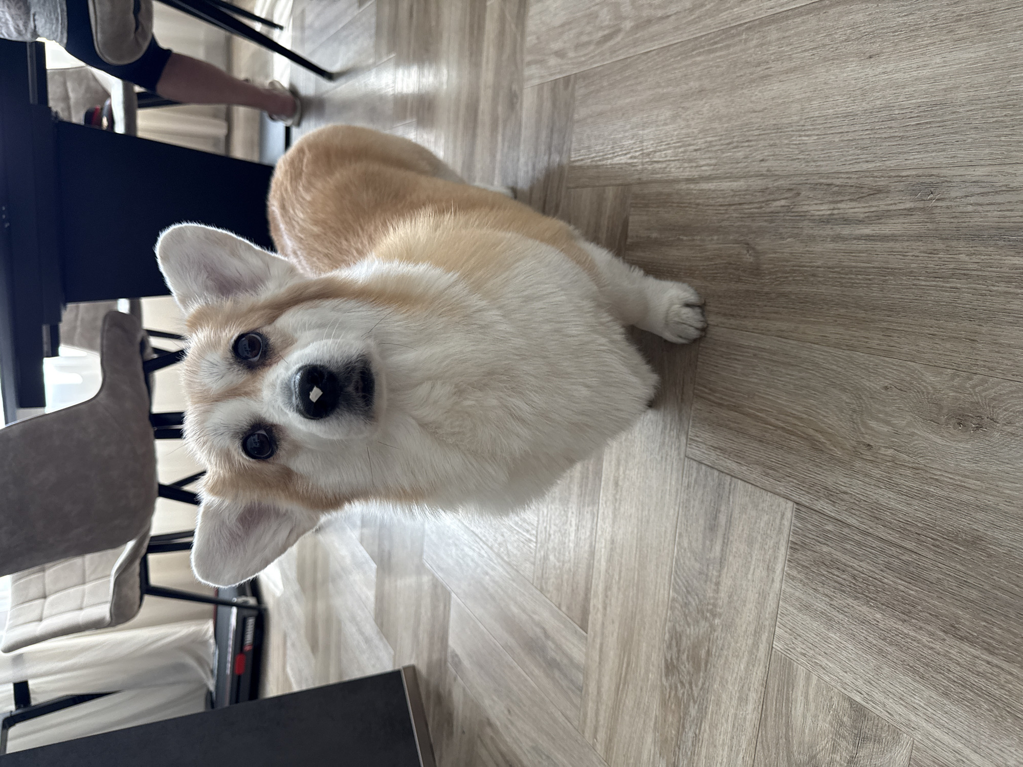 A corgi dog with tan and white fur lies on a light-colored herringbone wood floor. The dog faces the camera with its ears perked up and a curious expression. The dog is positioned near a table and chairs. A person's legs and feet are visible in the background near the table. The scene appears to be indoors. There is no information in the image to determine the location is Krasnoyarsk, Russia.