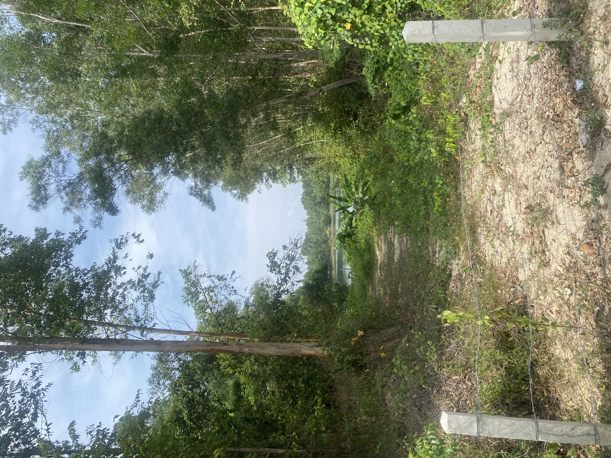 The image depicts a path leading towards a body of water, presumably a lake or pond, in a densely vegetated area. Tall trees line the path, forming a canopy overhead. The ground is covered in grass, leaves, and other vegetation. A concrete post, possibly part of a fence, is visible on the right side of the path. The location is likely in the vicinity of Choeng Thale, Thailand, based on the prompt.