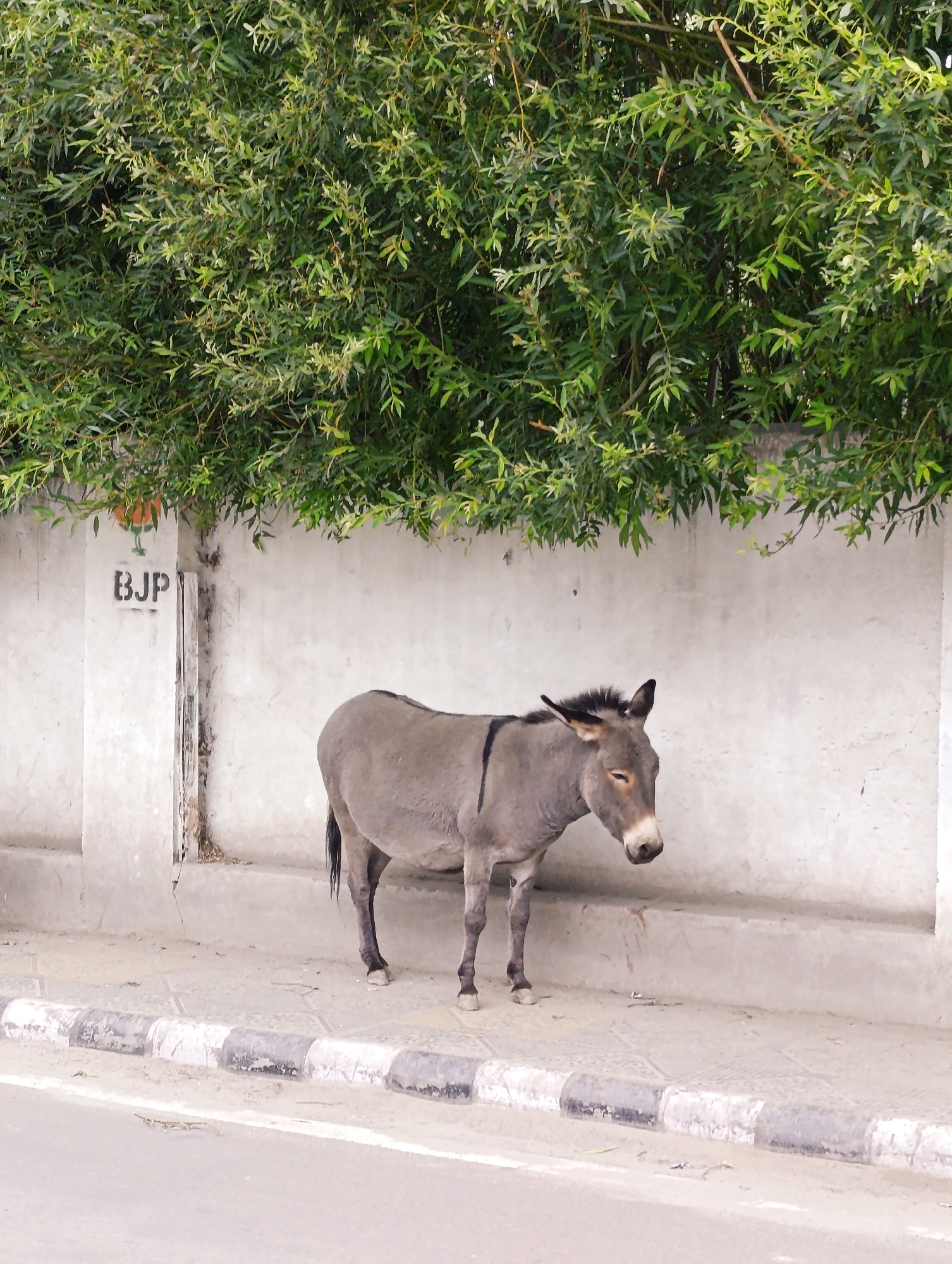 A grey donkey stands on a sidewalk in front of a white concrete wall. Above the wall, lush green foliage from a tree hangs down. The donkey is facing to the right, with its head slightly lowered. A black stripe runs vertically along its back. To the left of the donkey, the letters "BJP" are stenciled in black on the wall, next to a vertical white pillar. The sidewalk is paved with concrete and bordered by a black and white striped curb. A road is visible in the foreground, and the scene appears to be in a city. The lighting suggests it is daytime.