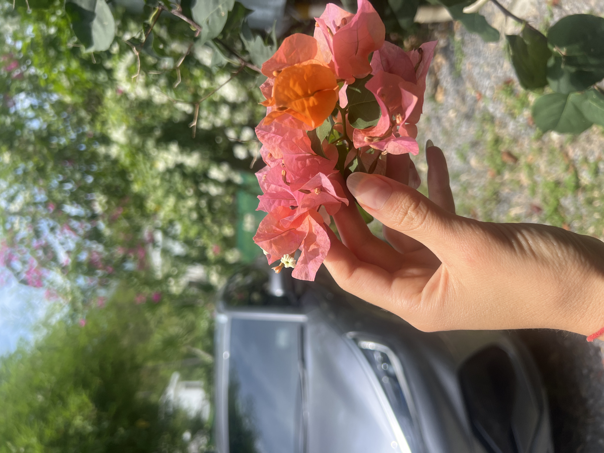 A close-up, vertically oriented image captures a person's hand gently holding a cluster of bougainvillea flowers. The flowers are vibrant, predominantly coral pink and light pink, with a single striking orange bloom nestled among them. Small, delicate white and pale yellow flower parts are visible within the colorful bracts.
The hand, with fair skin and slender fingers, is positioned on the right side of the frame, supporting the flowers. A thin red string or bracelet is visible around the wrist.
The background is largely out of focus, creating a soft bokeh effect. To the upper left, blurred green foliage and branches indicate an outdoor setting with ample vegetation. Below and to the left of the hand, the blurred outlines of a silver or grey car are visible, suggesting the scene might be near a parked vehicle or in a driveway.
The lighting is bright and natural, indicating a sunny day. Direct sunlight illuminates the flowers and hand, casting subtle shadows and enhancing their textures. No visible text is present in the image. The overall impression is one of natural beauty and a moment of appreciation for the colorful blooms.