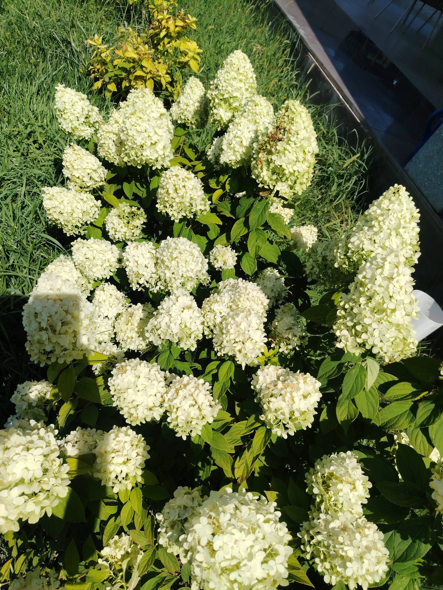 In the city of Kuchtumgali, Uzbekistan, a close-up, overhead shot captures a dense cluster of white hydrangeas in bloom. The flowers, ranging from creamy white to pale green, are clustered in large, conical and rounded panicles. The hydrangeas are interspersed with dark green foliage. In the background, a patch of bright green grass and a section of yellow-leafed shrubbery are visible. The scene is illuminated by bright sunlight, casting shadows across the foliage.