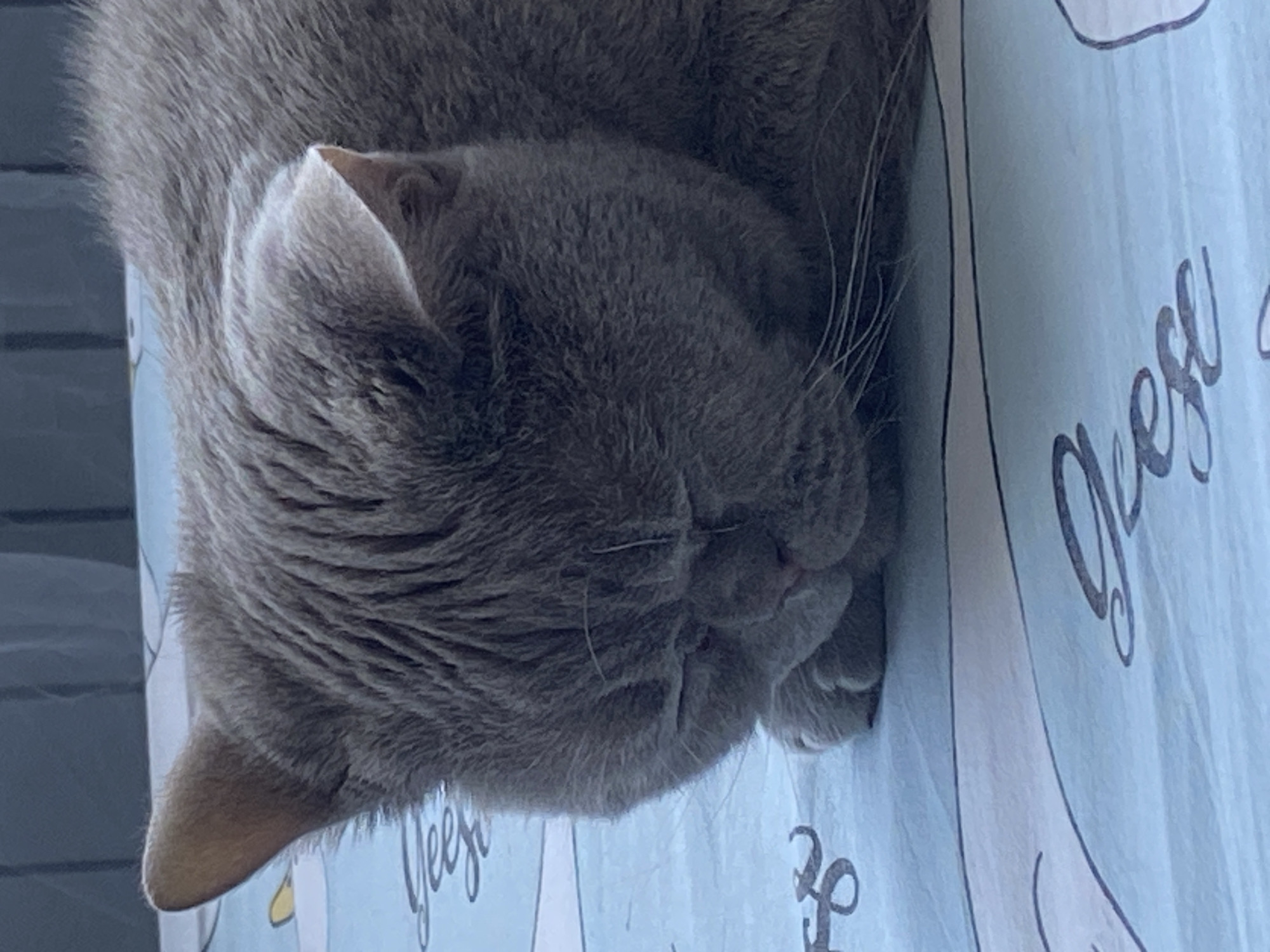 A close-up, eye-level shot shows a fluffy, gray cat sleeping peacefully on a light blue patterned surface. The cat's eyes are closed, and its head is resting on its paws. The surface appears to be bedding, featuring a repeating pattern of cursive script and abstract shapes in lighter shades of blue and white. The cat's fur is short and dense, and its whiskers are visible. The background is blurred, suggesting a shallow depth of field. The lighting is soft and even, highlighting the textures of the cat's fur and the bedding.