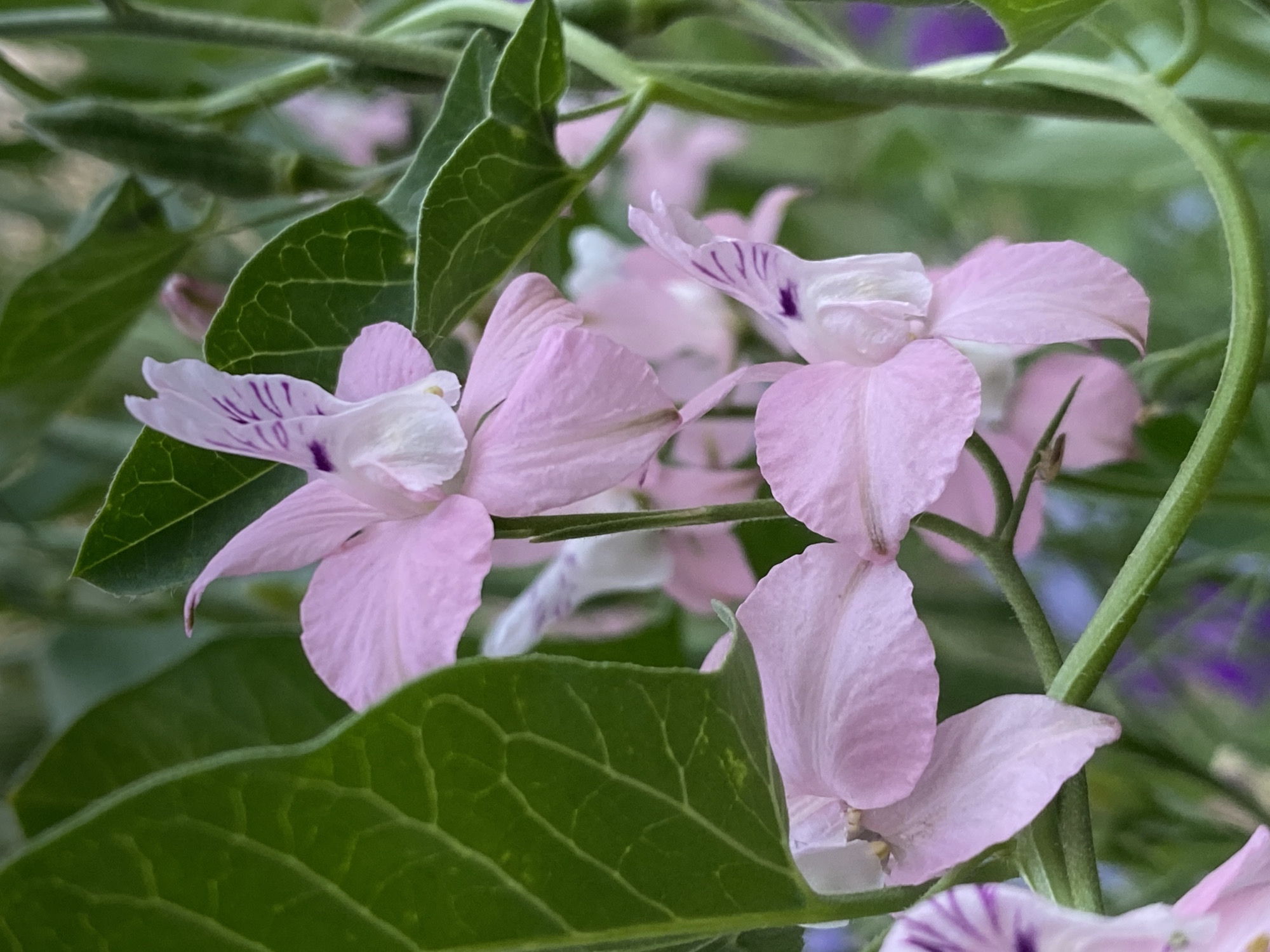 A close-up, eye-level shot focuses on several delicate, pale pink flowers with purple stripes near their centers. The flowers have multiple petals, some appearing pointed or slightly curled. They are surrounded by lush, dark green leaves and thin, green stems. The background is a soft blur of green foliage and hints of purple. The image appears to be an outdoor setting, possibly a garden. There are no people or animals visible in the image.
