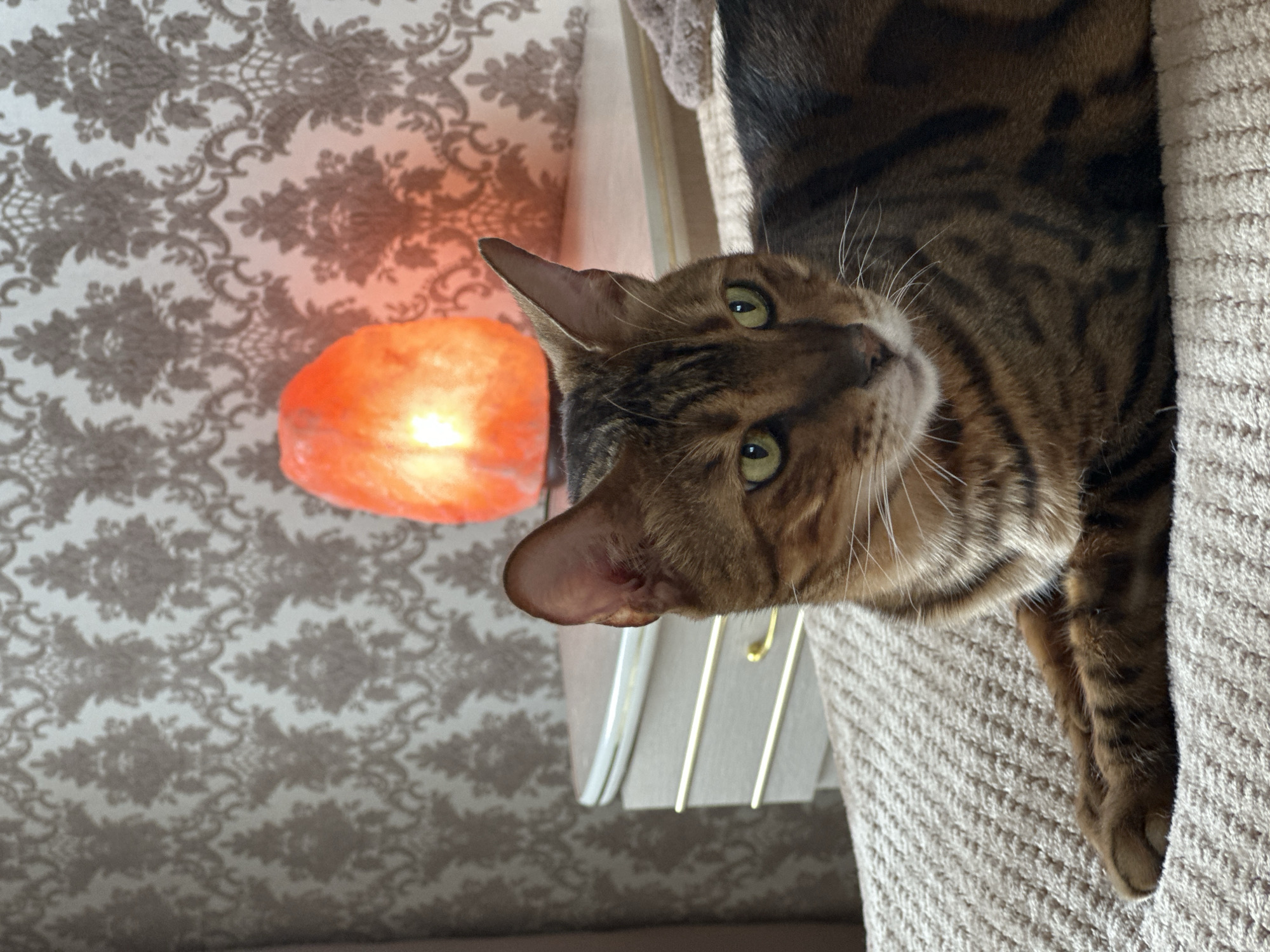 A Bengal cat with green eyes and brown and black stripes is lying on a beige, textured surface. The cat is facing to the right of the frame, with its head slightly turned towards the viewer. In the background, a bedside table with a patterned wallpaper and an illuminated orange salt lamp can be seen. The location is specified as the city of Gornyi Erik, Russia.