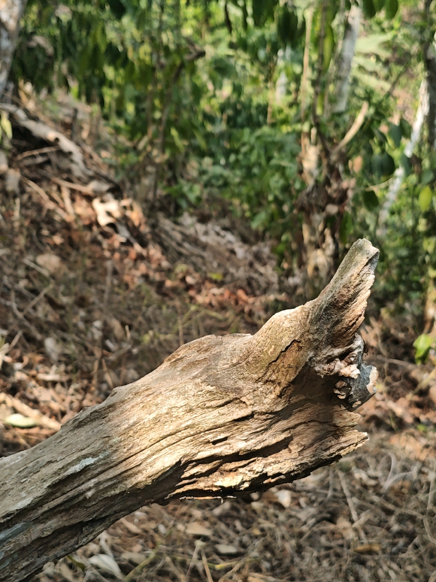 The image is a close-up, slightly angled shot of a dead tree branch in a natural environment. The branch is weathered and rough, with visible grain and a pointed, upward-jutting end. Sunlight illuminates a portion of the branch, creating highlights and shadows that emphasize its texture. The background is blurred, showing a forest or wooded area with green foliage and dry, brown ground cover, suggesting a natural, possibly undeveloped, area. The location is not specified within the city of Unknown, Indonesia. There are no people, animals, or any discernible actions or interactions depicted.
