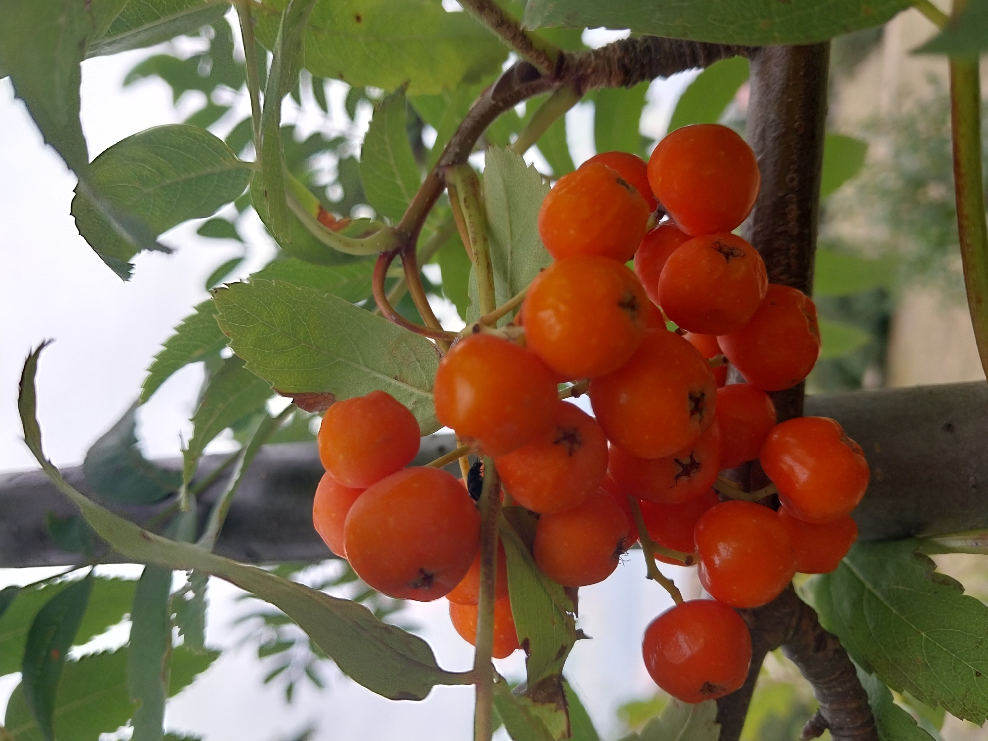 A cluster of bright orange rowan berries hangs from a tree branch. The berries are small and round, with some showing faint dark spots where they attach to the stems. Green leaves, some with jagged edges, surround the fruit. A rough, dark brown tree trunk is visible behind the berries and leaves, and a grey pole runs vertically through the background. The sky appears overcast and light. The scene is set outdoors with a blurred background of vegetation and a building. The image was taken in Doslidne, Ukraine.
