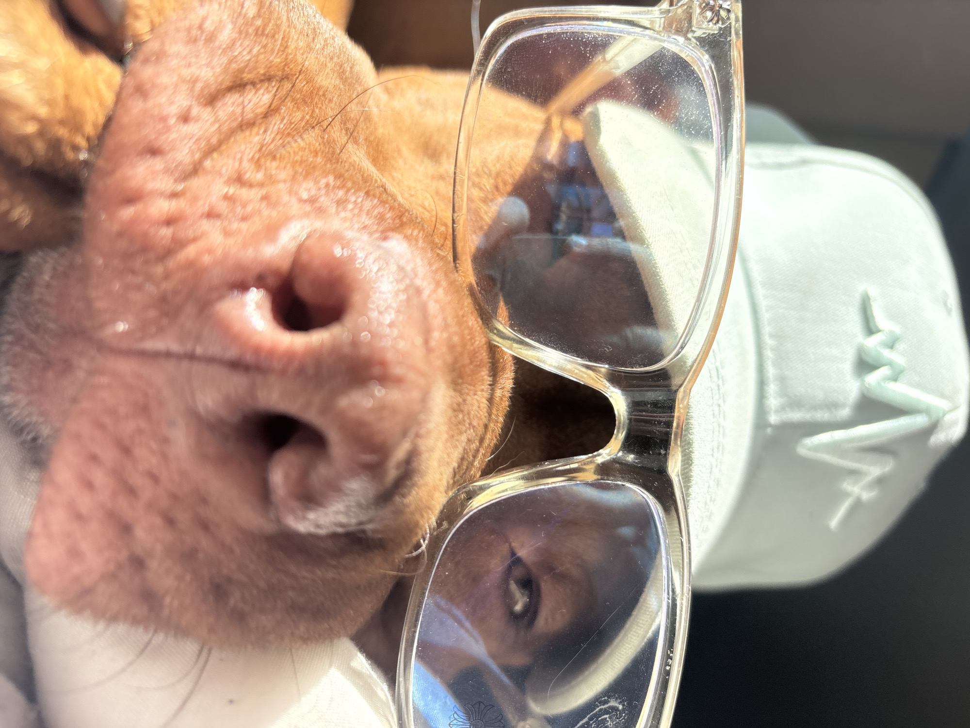 A close-up shot shows the snout of a brown dog, with clear-framed glasses positioned between the dog's nose and a white baseball cap with a sewn starburst design. The reflection of the dog's eye is visible in the left lens of the glasses. Due to the extreme close-up and limited environmental cues, determining the specific location in Sofia, Bulgaria, is not possible.