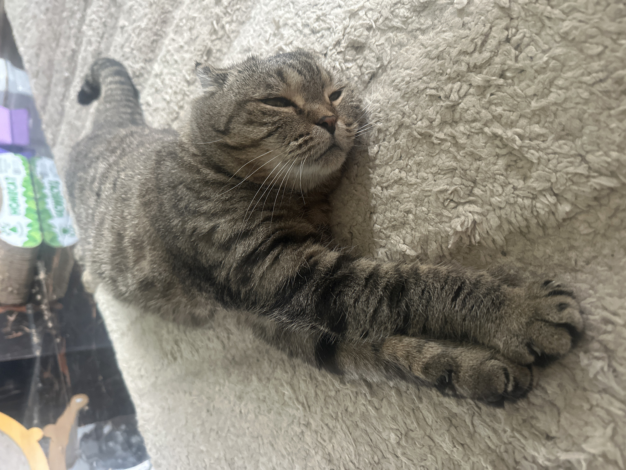 A tabby cat is lying on a fluffy, light-colored rug. The cat is positioned on its side with its body stretched out. One of its front paws is extended forward, and its head is turned towards the viewer, with its eyes partially closed. The cat has tabby markings on its fur, including stripes and spots in shades of brown and gray. The background is blurred, but appears to be an indoor setting with a dark surface, possibly a table, and some objects in the distance. There is no information about the location in the city of Virki, Russia.