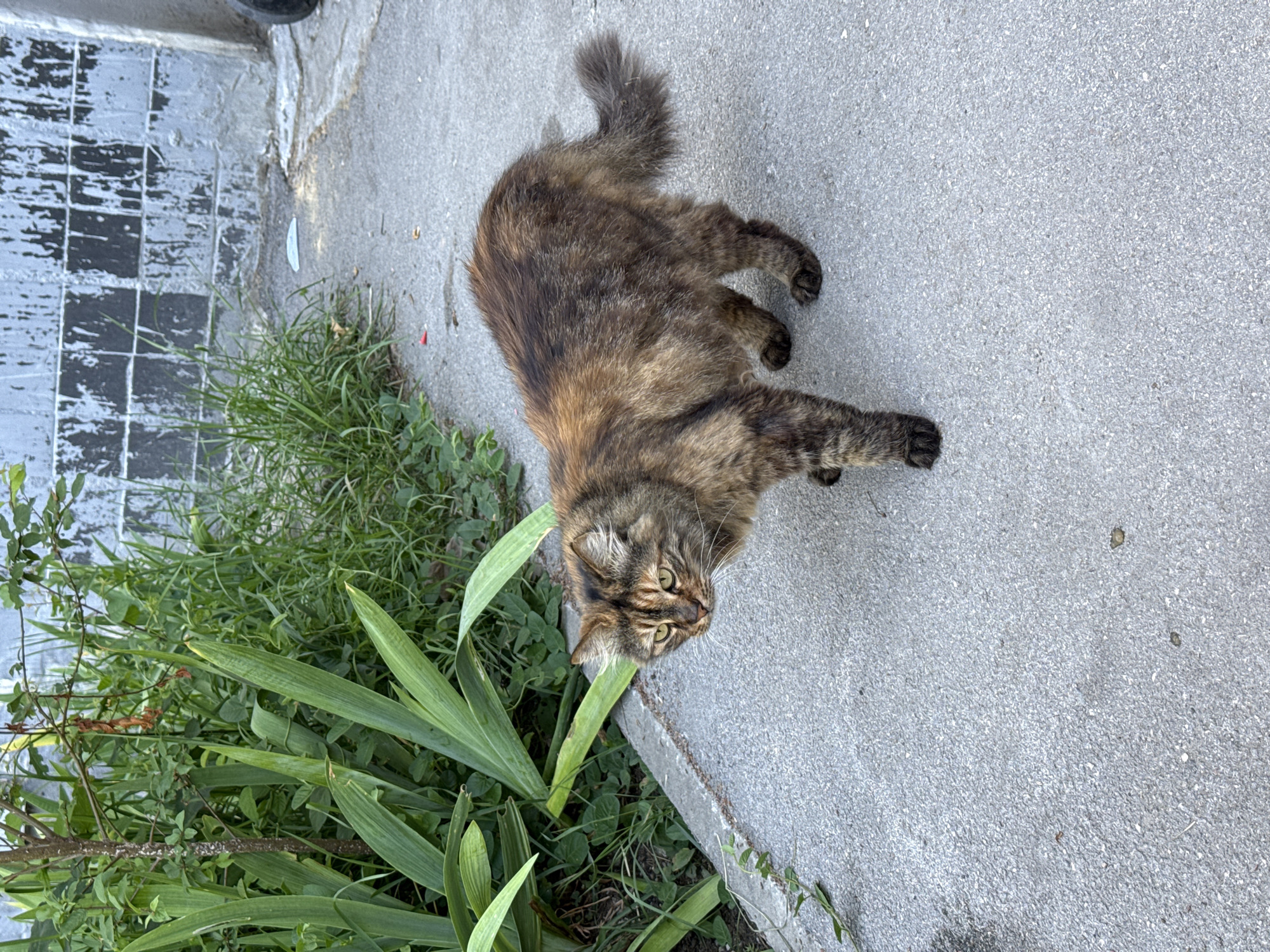 A tortoiseshell cat stands on a concrete path next to a patch of green foliage. The cat is facing left with its head turned slightly toward the viewer, its green eyes visible. The cat has a mottled coat of brown, black, and orange fur. Behind the cat and foliage is a weathered, grey wall with a checkered pattern. The overall scene appears to be outdoors in an urban environment.