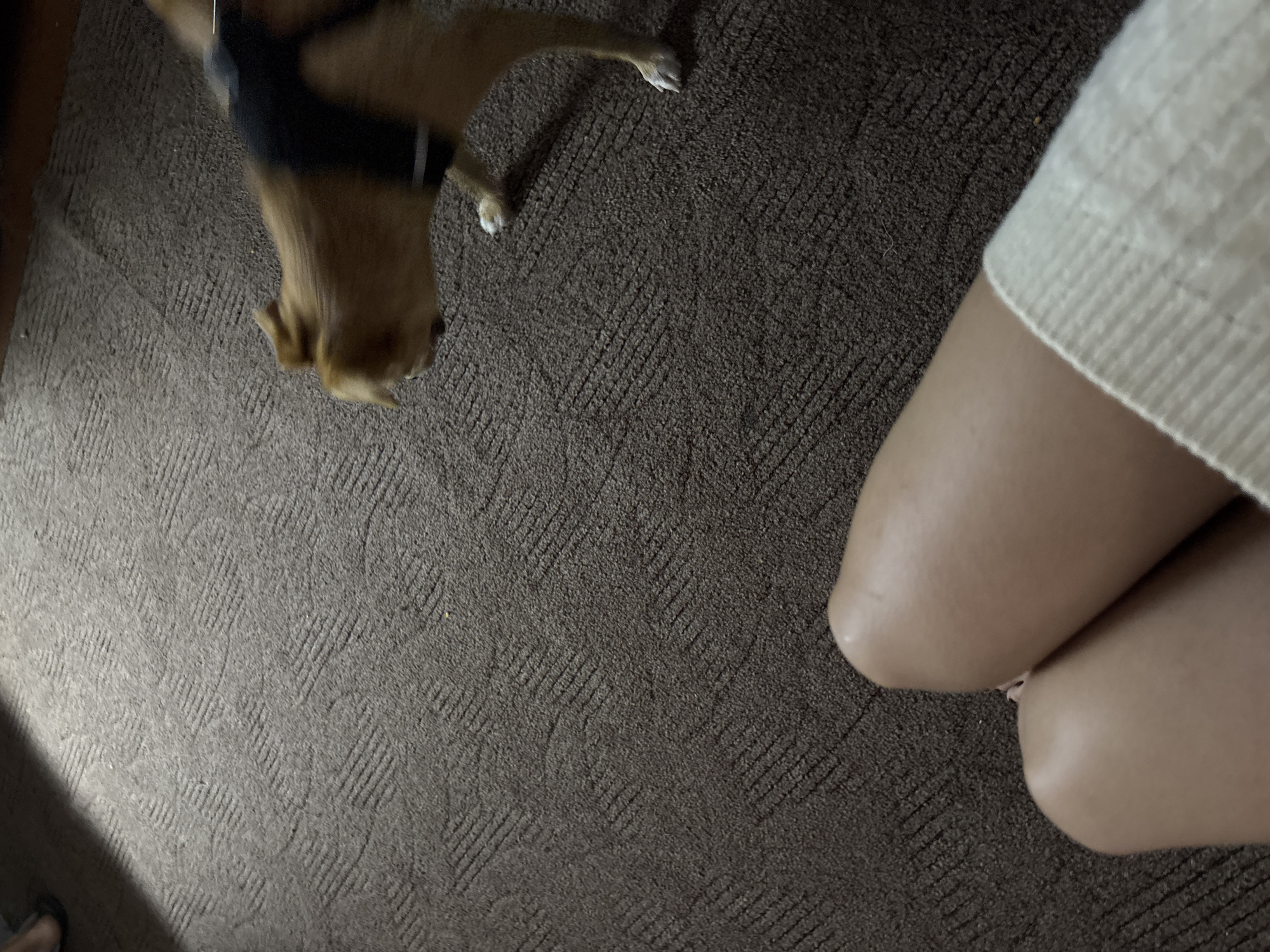 The image depicts a low-angle view of a person's legs, crossed at the knees, covered by a white knitted garment. The setting appears to be indoors on a brown carpeted floor with a distinct geometric pattern. A tan-colored dog, wearing a dark harness, is partially visible on the right side of the frame, in motion, suggesting it is walking or running. The lighting suggests an indoor environment, possibly a living room, with natural light casting shadows from the left. The scene does not contain any elements that would specifically place it in Vishnevka, Russia.