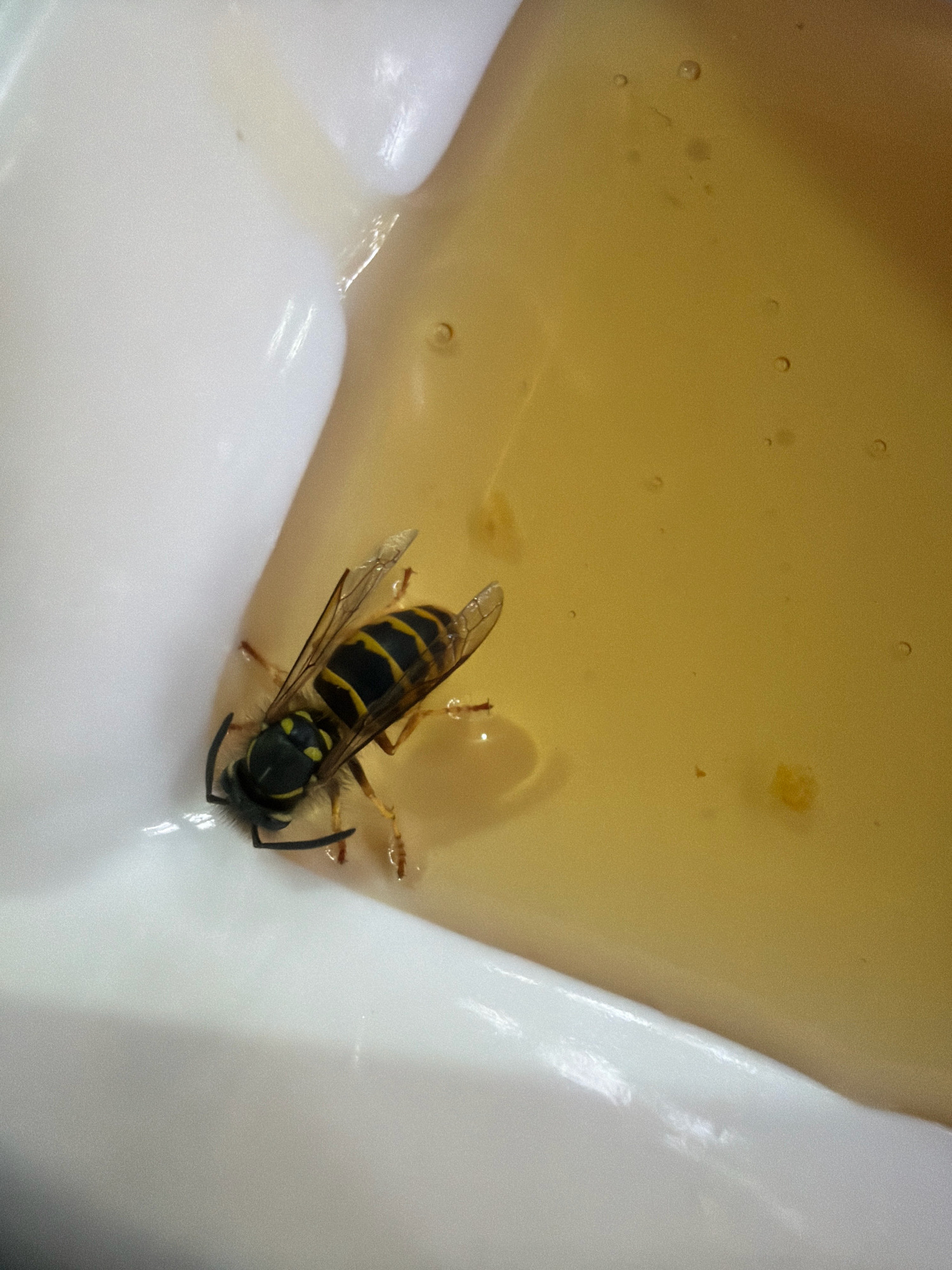 A close-up, high-angle shot shows a wasp that appears to be deceased, partially submerged in a shallow pool of a golden, viscous liquid, likely honey. The wasp, which is black and yellow, is positioned on the left side of the frame, with its legs and wings visible. It is resting on the white edge of a container and its lower body is in the liquid. The liquid fills the right side of the frame and contains small bubbles and some particulate matter. The overall lighting is bright, with reflections visible on the white surface. There is no indication of a specific location within a city.