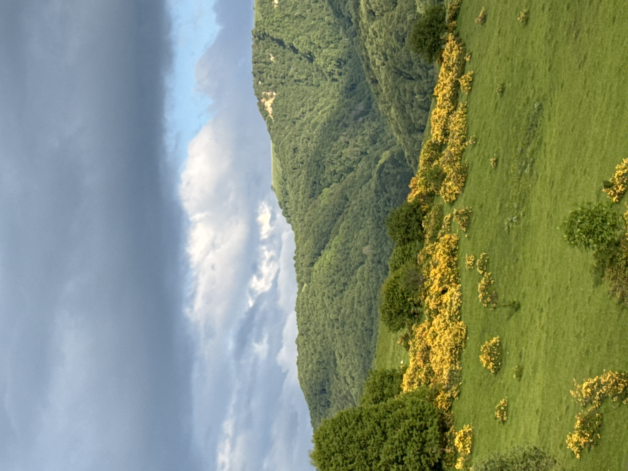 The image shows a landscape scene with a cloudy sky and a grassy hillside dotted with yellow flowering bushes. The sky on the left is dark and overcast with dramatic clouds, while the right side shows brighter clouds with hints of blue sky. A lush green mountain, covered in dense vegetation, rises from the left side of the frame, partially obscured by the clouds. The foreground is a vibrant green meadow with patches of bright yellow gorse or similar flowering shrubs. The overall impression is a natural, perhaps wild, landscape. There is no visible text in the image. The lighting suggests it might be late afternoon or early evening, with the weather transitioning from stormy to clearing. The location context suggests a rural or mountainous area in Russia.