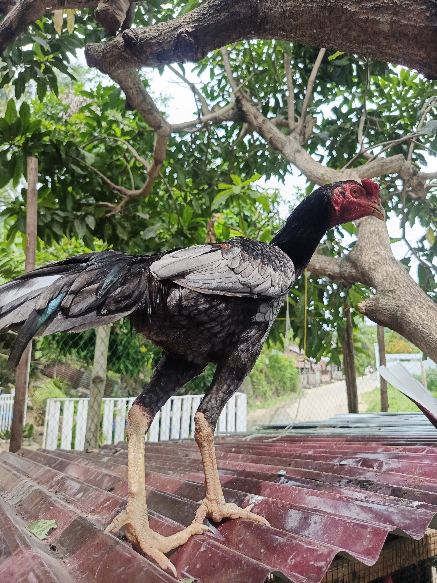 An adult rooster stands on a weathered, reddish-brown corrugated metal roof. The rooster's head is black with a bright red comb and wattles. Its neck is also black, transitioning to a grey and black patterned body. The wings are a mix of grey and black feathers, with some iridescent blue-green hints visible. Its legs are pale yellow, and its feet are spread wide on the roof's uneven surface.
In the background, lush green foliage from trees dominates the upper portion of the image, with branches visible in the foreground and mid-ground. The background also shows a white picket fence and a chain-link fence, suggesting a residential or semi-rural environment. Beyond the fences, a dirt road or path can be seen, with hints of buildings in the distance. The sky is overcast or a very pale blue, suggesting it may be daytime.
This scene is likely situated in Lhokseumawe, Indonesia, given the tropical vegetation and architectural elements typical of the region. The rooster appears to be in good health, and its stance suggests it is alert and aware of its surroundings. No people are present in the image. The overall impression is one of a domestic fowl in its natural habitat within a tropical setting.