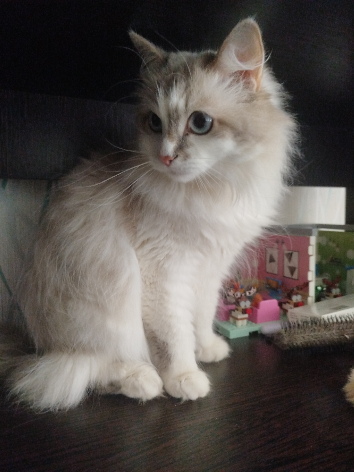 An adult, long-haired, light-colored cat with gray tabby markings on its head and ears, and blue eyes, sits on a dark, wooden surface. The cat is positioned on the right side of the frame, facing left and slightly away from the viewer. Its fur is fluffy and appears to be white with some light gray undertones. In the background, to the left of the cat, is a dark, shadowed area, possibly a shelf or furniture. To the right of the cat, there are several small, colorful plastic toys, some resembling miniature figures and furniture, arranged on the surface. The overall lighting is dim, with a focus on the cat. The scene appears to be indoors.