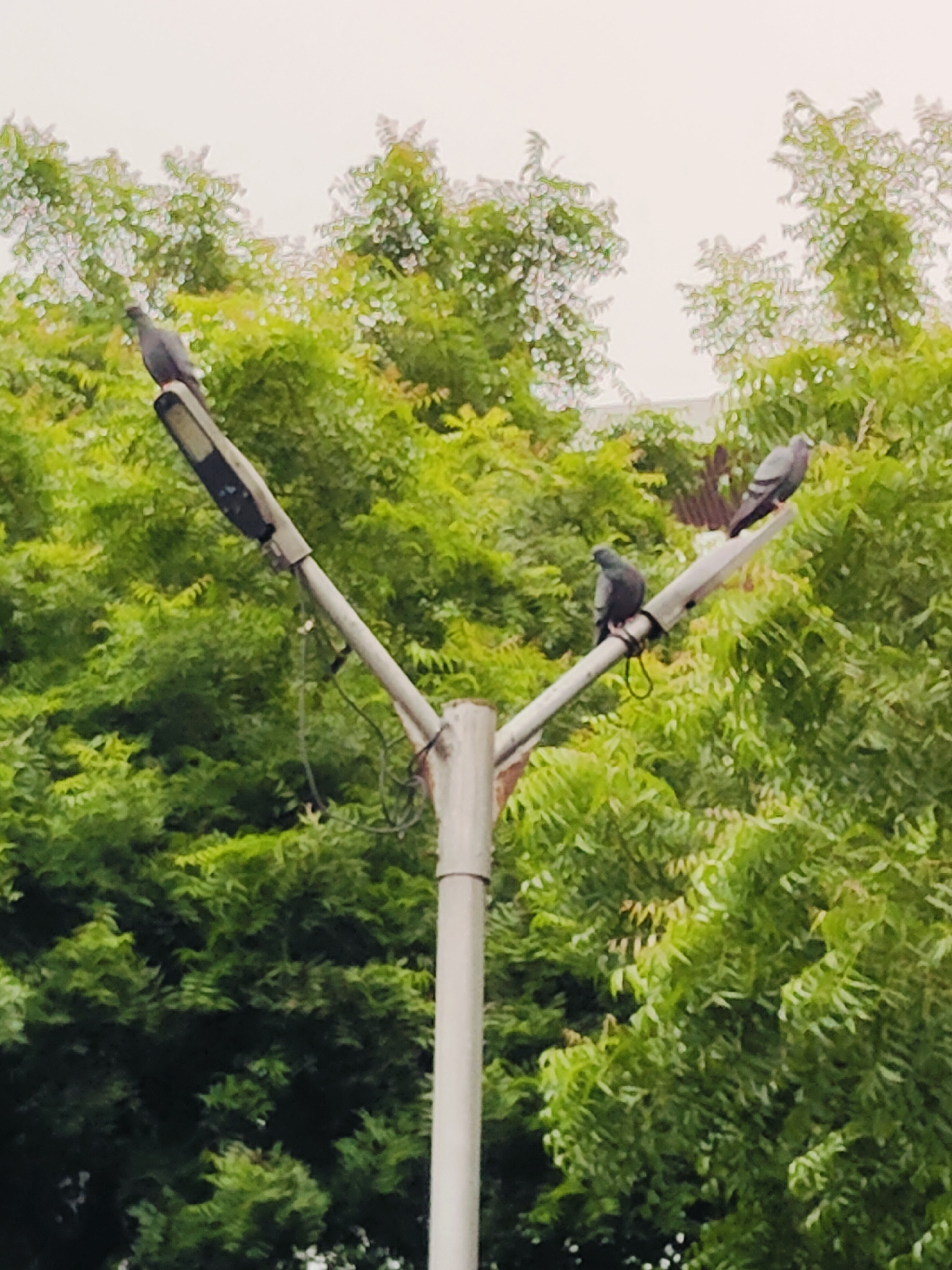 The image shows a Y-shaped street lamp post with three pigeons perched on its arms, set against a backdrop of lush green foliage, likely trees, under an overcast sky. The street lamp fixture on the left arm is dark and rectangular. The pigeon on the left arm is facing left. The pigeon on the right arm is facing right. A third pigeon is perched on the center vertical pole of the lamp post, facing left. The street lamp post is made of metal, and wires are visible attached to it. The foliage suggests a natural or park-like setting, consistent with areas in Gurgaon, India, which often features green spaces within urban environments. The image is captured from a low angle, looking upwards towards the lamp post and the trees.