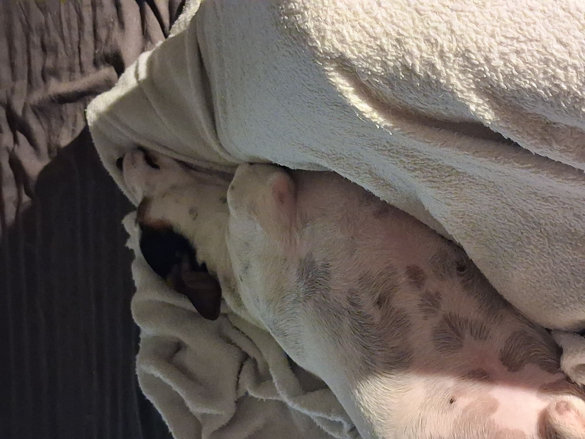 A dog is lying on its back on a bed covered with a brown sheet and a white towel. The dog is mostly white with brown spots on its belly and a black ear. The location is unknown, including whether it is in the city of Varna, Bulgaria.