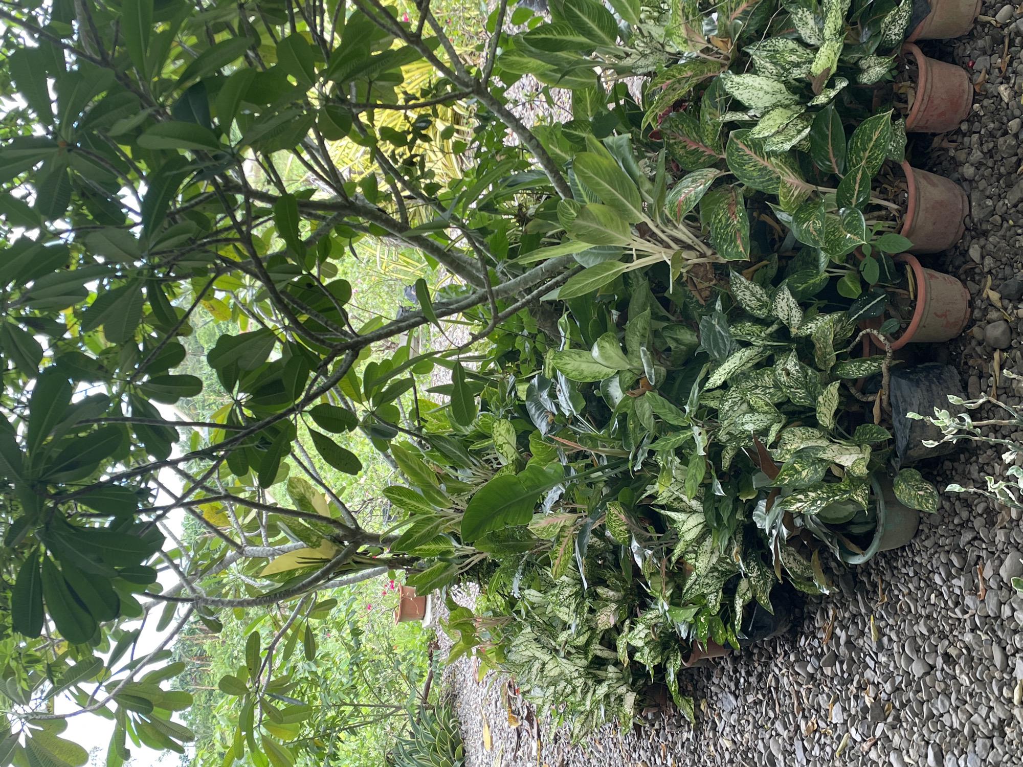 The scene is an outdoor garden or nursery setting in Hijo, Philippines. The ground is covered with small pebbles. The main subject is a collection of potted plants, specifically Aglaonema varieties with variegated green and white foliage, arranged in rows. A tree with large, dark green leaves is also present, casting shadows on the ground and the plants. Some pots are terracotta color, while others appear to be black plastic. The lighting suggests it is daytime, with natural sunlight filtering through the foliage. There is no visible human activity.