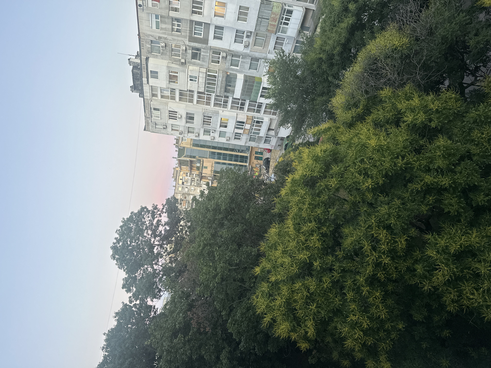 The image shows a view of a city from a high vantage point, likely a balcony or window. In the foreground, lush green trees dominate the scene, with some trees in full bloom showing clusters of small yellow flowers. In the middle ground, a multi-story apartment building with a light-colored facade and numerous windows is visible. The building appears to be of Soviet-era architecture. Behind it, another, slightly more modern building with a glass facade can be seen. The sky above is a soft gradient of pale blue and pink, suggesting either dawn or dusk. A few parked cars are visible on the street below the apartment buildings. The overall impression is one of an urban landscape partially softened by abundant vegetation.