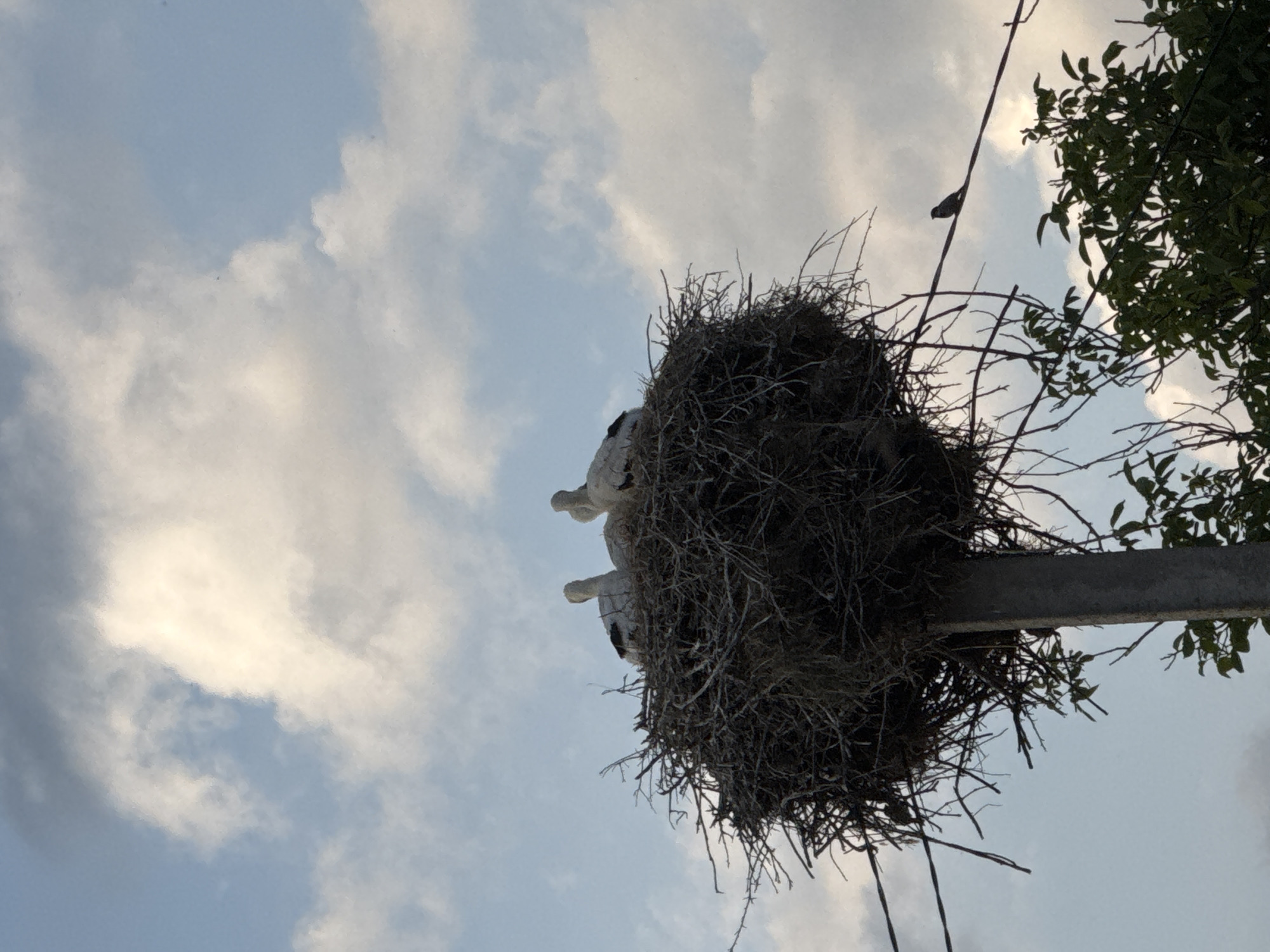 A stork's nest, constructed from branches and twigs, is perched atop a concrete pole. Three white storks are visible within the nest. The sky above is a mix of blue and white clouds. Below the nest, a small dark bird is perched on a wire. Green foliage is visible at the bottom of the image. The scene is located in Shemetove, Ukraine.