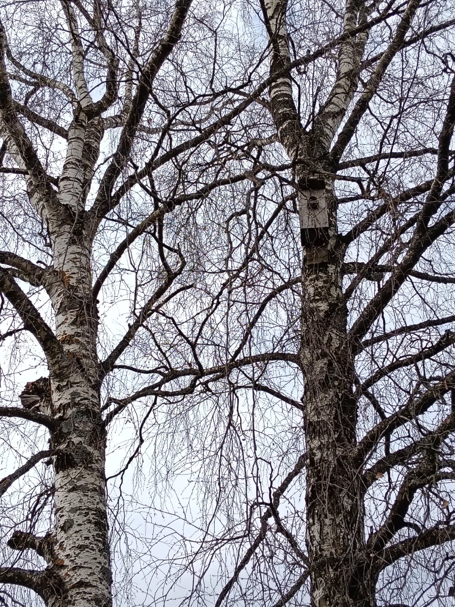 The image shows two birch trees with bare branches against a pale sky. The bark is white with black markings, typical of birch trees. One tree has a birdhouse attached to its trunk. The location is presumed to be near Красный Маяк, Russia, although no specific landmarks are visible to confirm this. There are no people or other obvious signs of human activity in the image. The environment appears to be cool and overcast, typical of late fall or winter.