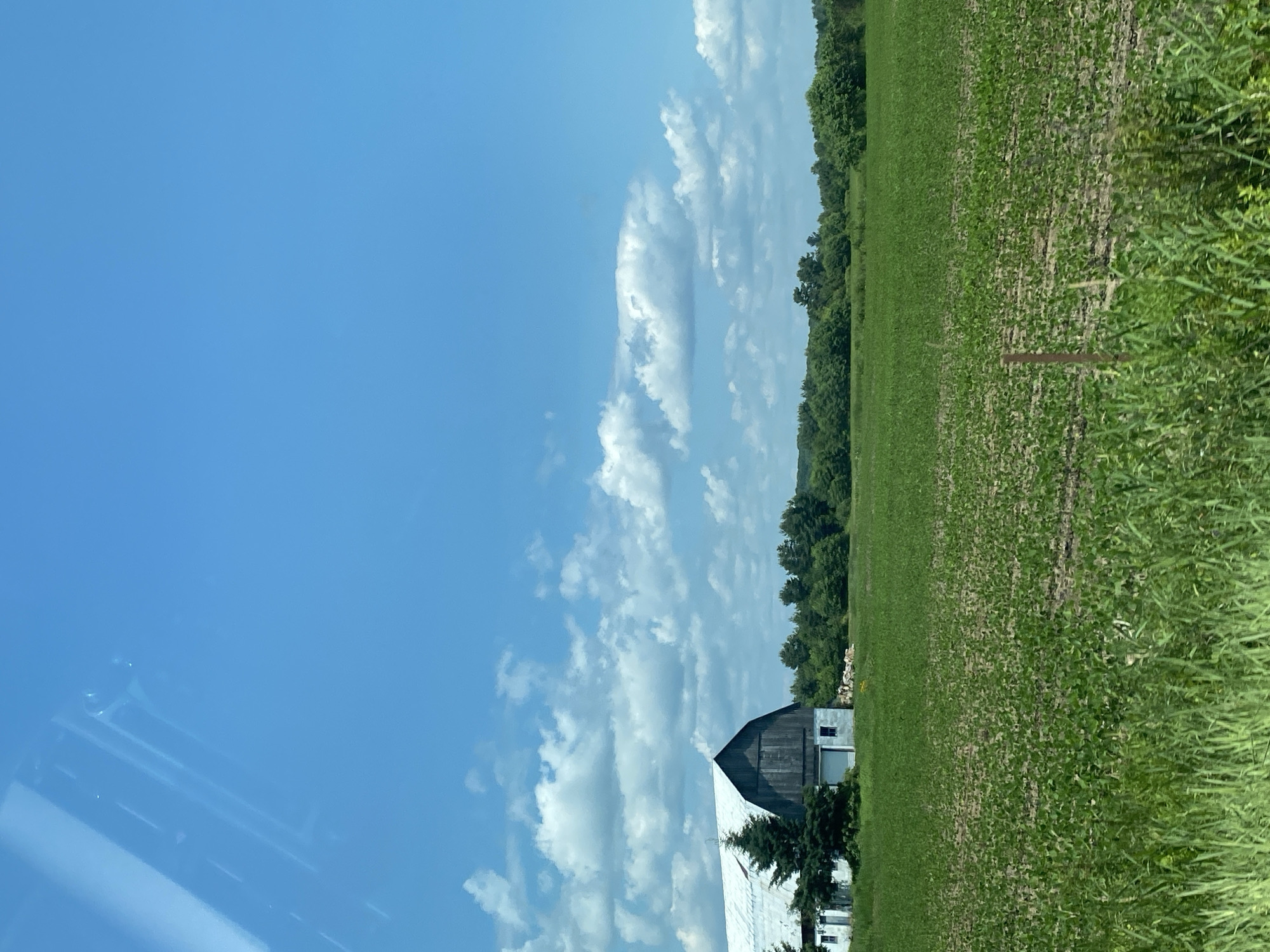 The image depicts a rural landscape under a bright blue sky with scattered white clouds. In the mid-ground, a weathered, dark-colored barn with a white roof stands to the left, partially obscured by two tall evergreen trees. Adjacent to the barn is a smaller white structure. The barn is positioned on a grassy area. In front of the barn and trees, a vast field of young green crops stretches across the scene, with rows of plants visible. The foreground is dominated by tall, lush green grass. In the background, a dense line of various green trees forms a horizon. The overall impression is that of a farm on a clear, sunny day. The specific location of Saint-André-Avellin, Canada, is not visually indicated within the image itself.