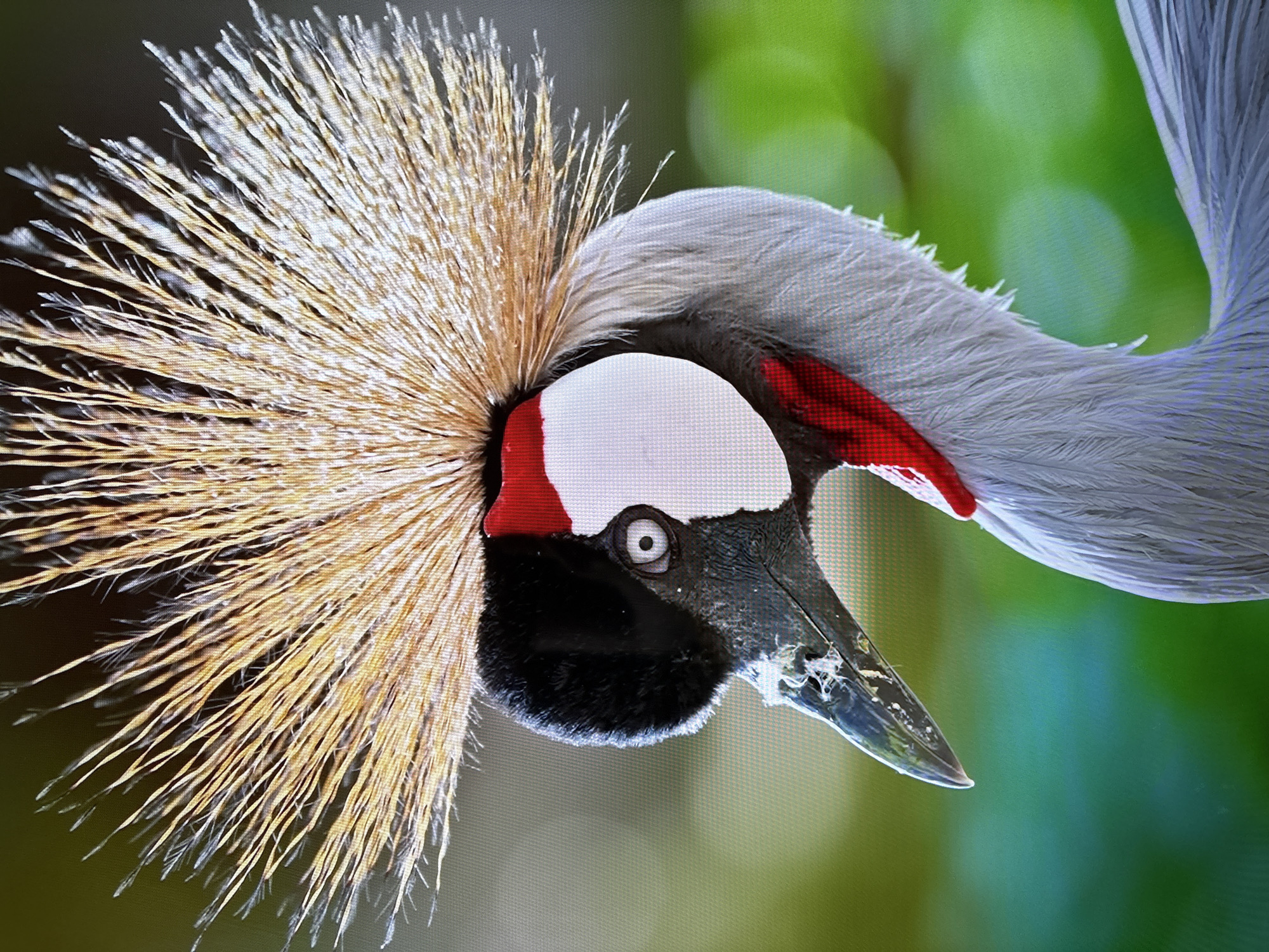 A detailed close-up shot features the head and upper neck of a Grey Crowned Crane. The crane's prominent golden, brush-like crest sits atop its head. Below the crest, the head exhibits patches of white, red, and black coloration. The eye is small and dark, and the beak is sharp and pointed with some debris on the beak. The neck is long and curved, displaying light grey feathers. The background is out of focus, showing blurry shades of green, suggesting foliage. There is no evidence to determine whether this photo was taken in Burgas, Bulgaria.
