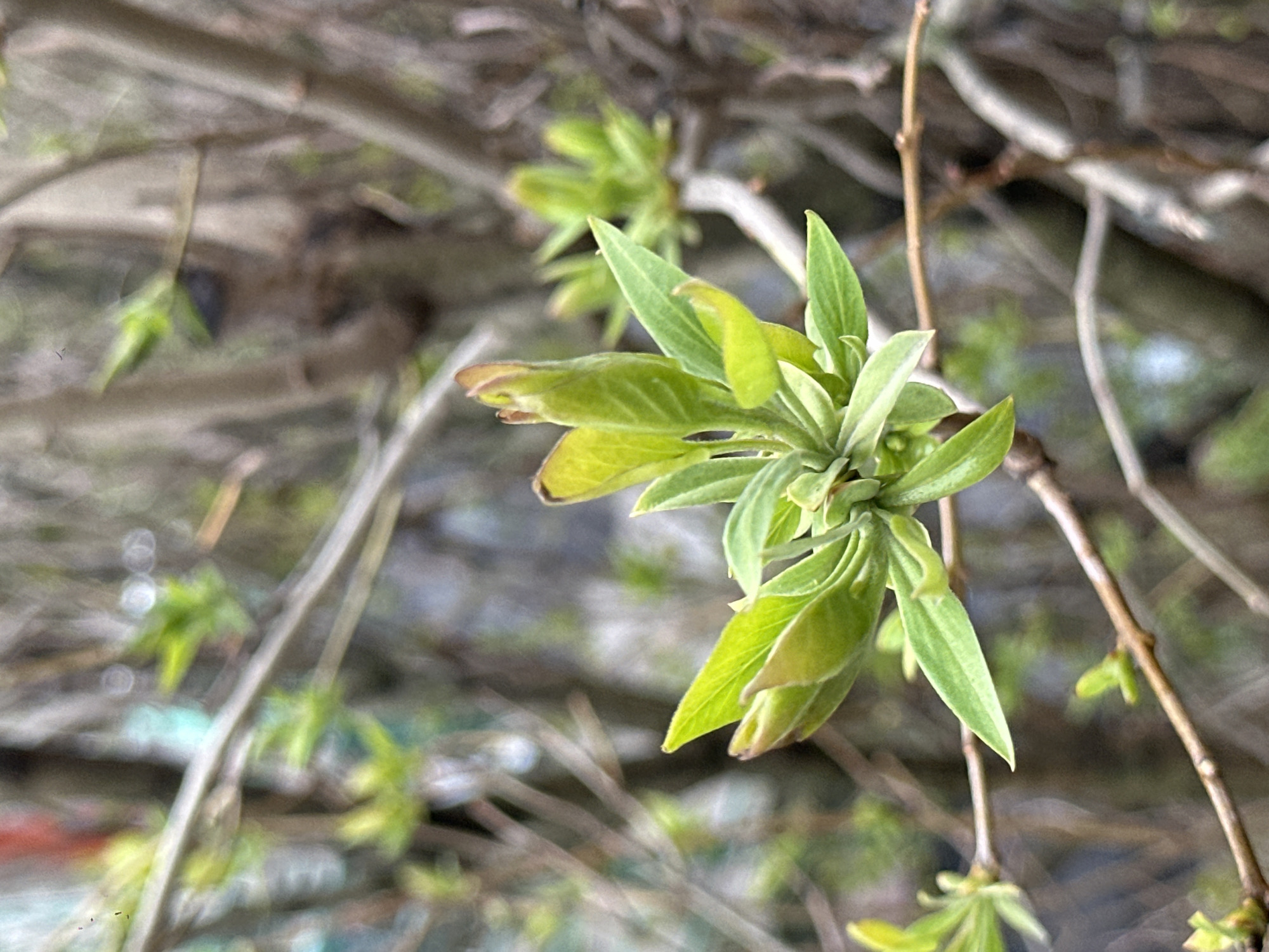 The image shows a close-up of a plant with light green leaves growing on branches. The plant appears to be in the early stages of budding. The background is blurred and shows other branches and indistinct features. The location is not discernible from the image itself and there is no evidence of Moscow, Russia in the image.