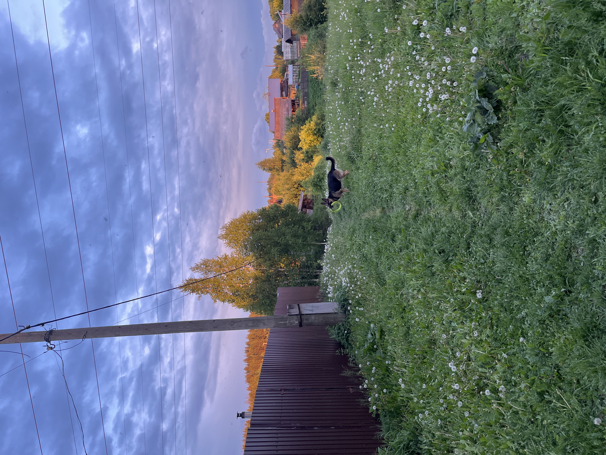 The image depicts a rural scene, likely in Nizhny Tagil, Russia, with a focus on nature and some signs of human presence.
In the foreground, a lush green field is filled with dandelion seed heads. A black and tan German Shepherd dog holds a green ring-shaped toy in its mouth.
A brown corrugated metal fence extends across the middle ground. Behind the fence, a wooden utility pole with power lines stretches into the sky. Trees with green and yellow foliage add to the greenery.
In the background, there are houses with red roofs and greenhouses, typical of a rural Russian landscape.
The sky is covered with gray and purple clouds, suggesting either sunrise or sunset.