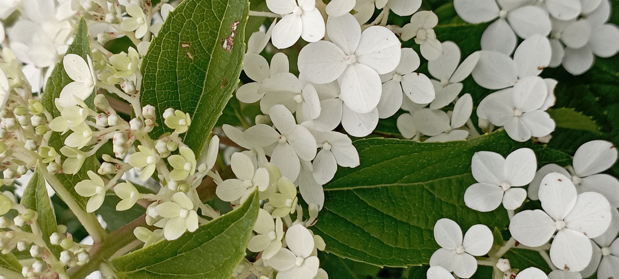 The image is a close-up, vertical shot of a cluster of white and pale yellow flowers and green leaves, likely in a garden setting. The flowers are small and delicate, with multiple petals. Some of the flowers are fully open and white, while others are smaller, still in bud, or appear to be transitioning to white from a pale yellow or green hue. The leaves are a deep green and have a textured, veined surface. Some of the leaves show minor imperfections, such as small brown spots or minor damage. The lighting suggests it is daytime, and the focus is sharp on the flowers and leaves in the foreground, with a slightly blurred background. There is no indication of any human activity or structures that would specifically pinpoint a location within Radisne, Ukraine, or any other city.