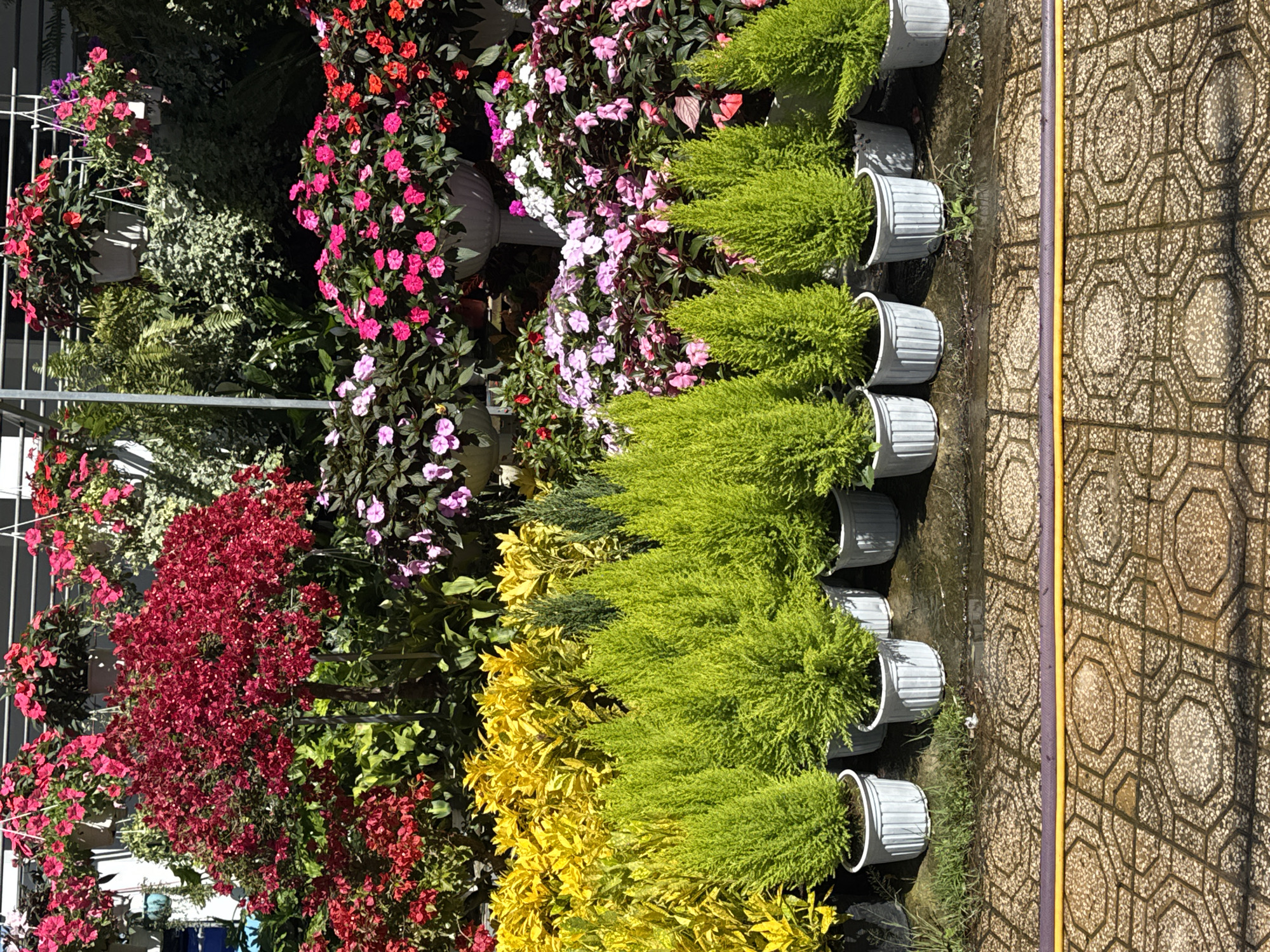 The image depicts a vibrant plant nursery, likely in Da Lat, Vietnam, known for its floriculture. A variety of flowering plants and shrubs are arranged in rows. In the foreground, a line of small, bright green coniferous trees in white pots are neatly placed on a wet, patterned tiled pathway. Behind them, a dense row of yellow-leafed shrubs forms a striking contrast. Further back, a profusion of pink and red impatiens and other colorful flowers fills larger pots and hanging baskets, creating a lush, layered display. The scene is bathed in natural sunlight, casting shadows on the ground. A purple and yellow garden hose lies horizontally across the lower section of the tiled pathway. There are no people or animals visible in the frame.