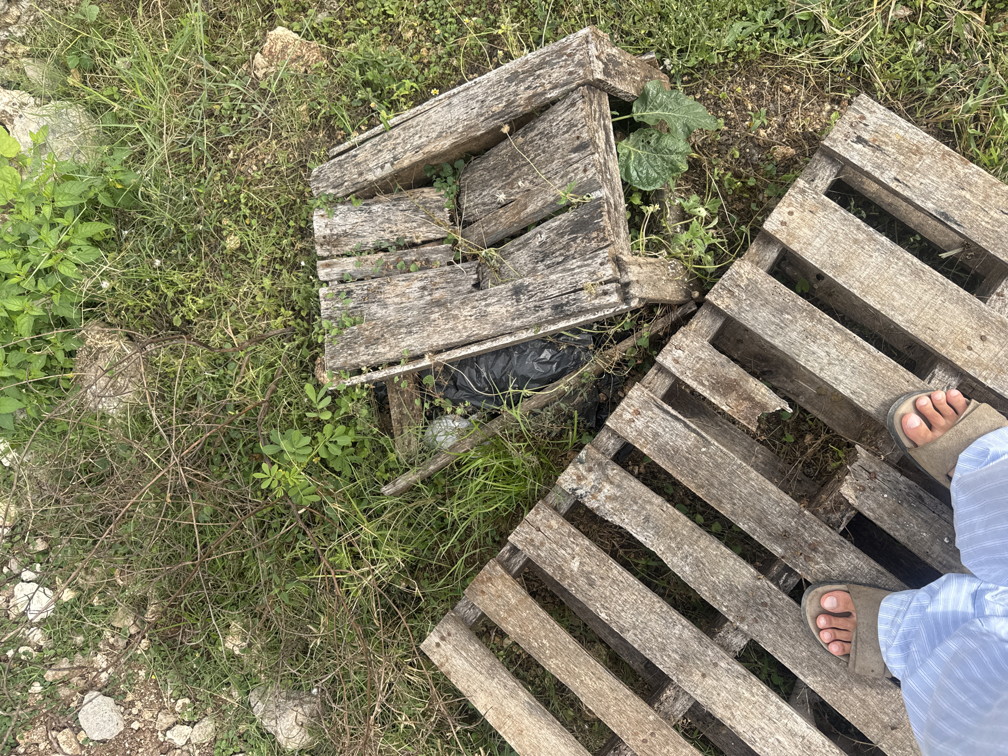 An overhead view captures a rustic outdoor scene in Kuta Selatan, Indonesia, dominated by weathered wooden pallets and overgrown vegetation. Two pallets are prominent: one larger, partially decayed pallet sits to the right, containing a black plastic bag and surrounded by green plants and dry branches. A second, larger pallet lies to the left, partially obscuring the lower legs and feet of an individual wearing light blue striped pants and tan sandals. The ground is covered in a mix of green grass, dry twigs, and scattered rocks. The overall impression is one of neglect and nature reclaiming man-made objects.