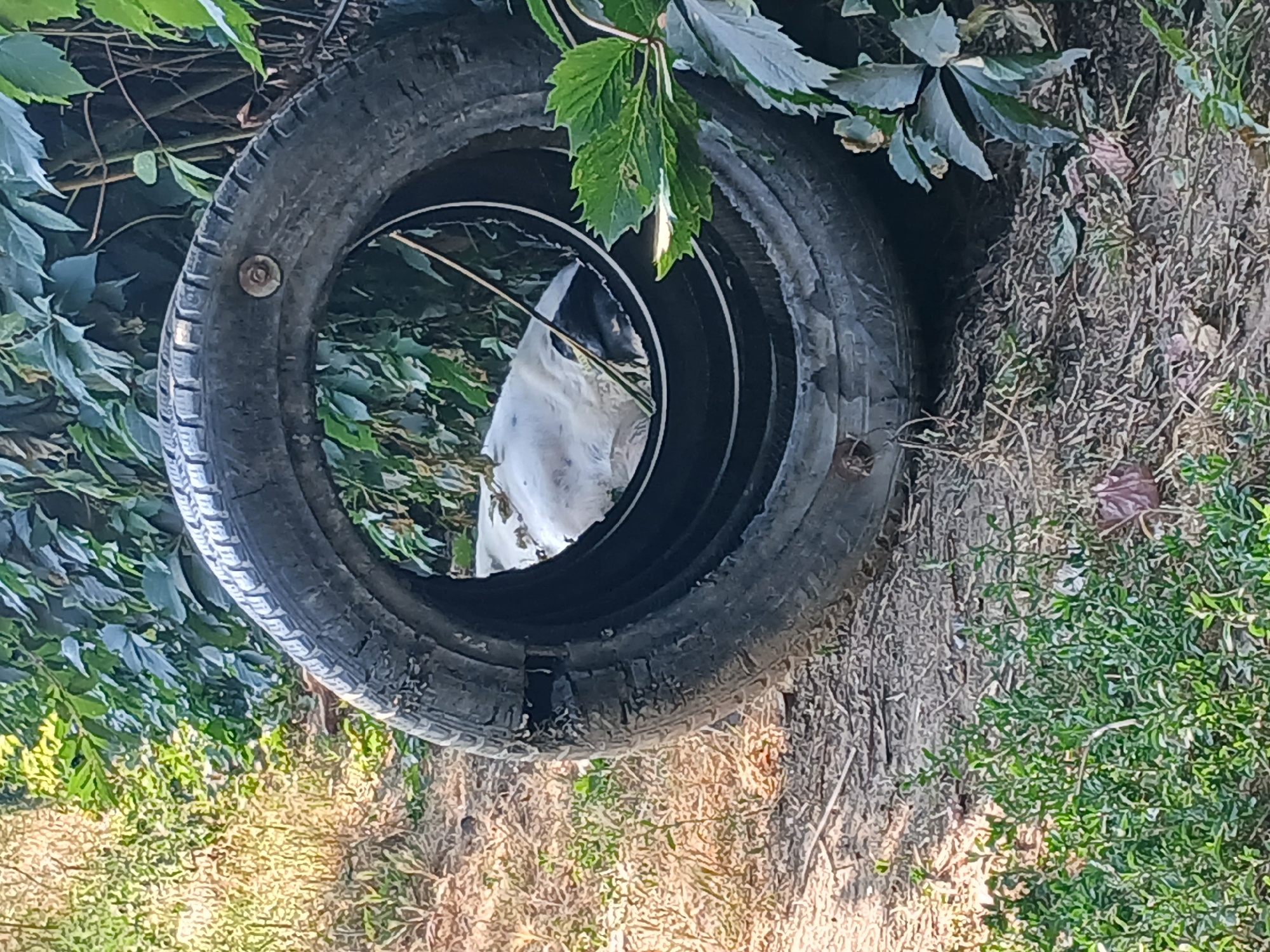 An old, worn tire lies on the ground in a natural setting. The tire is black and shows signs of wear and tear, with visible cracks and damage. Inside the tire, a white object with black markings is partially visible, appearing to be some kind of animal or debris. The background consists of green foliage and dry, brown earth, suggesting an outdoor environment. The lighting indicates it is daytime, with sunlight casting shadows. The scene appears to be in a secluded area, possibly a yard or a neglected part of a park, with no immediate signs of human presence or activity.