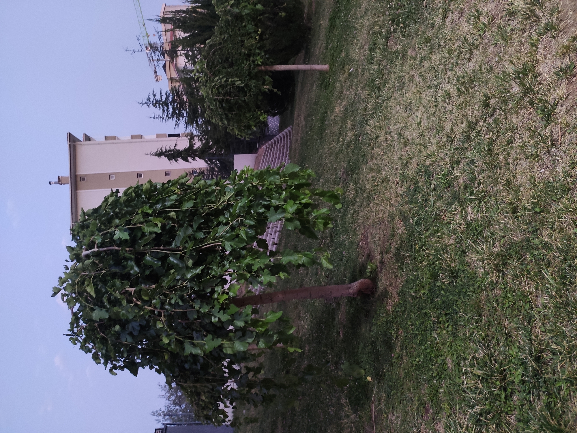 The image captures a twilight scene in Etimesgut, Turkey, featuring a landscaped outdoor area with a weeping mulberry tree prominently in the foreground. The tree, with its characteristic drooping branches laden with dark green leaves, stands on a grassy slope. To the right, a smaller, similarly shaped tree with a more upright canopy is visible. In the background, a modern, multi-story building with a light-colored facade and several windows rises against a pale blue, cloud-dusted sky. Adjacent to the building, a set of tiered stairs ascends a slight incline. Further back, evergreen trees, including cypress-like varieties, dot the landscape, and a construction crane extends into the sky, suggesting ongoing development in the vicinity. The ground is covered in a mix of green grass and dry, straw-like vegetation, indicating a well-maintained yet potentially dry season. No people are present in the frame.