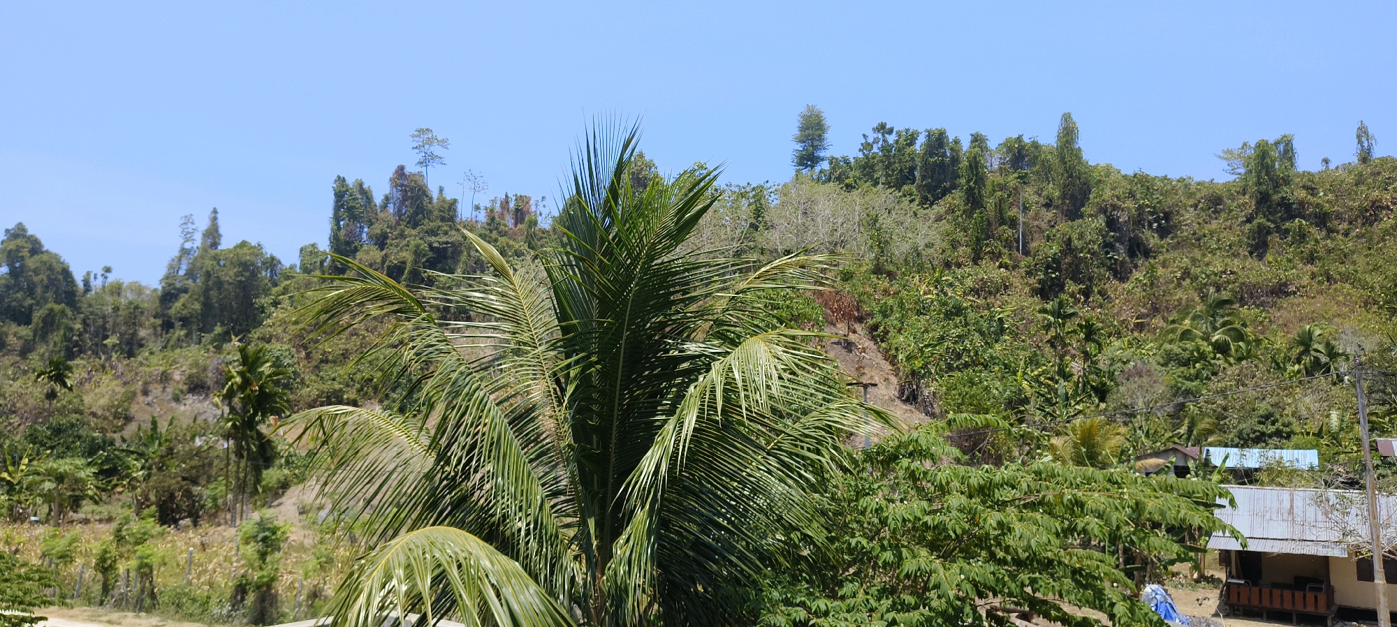 This is a wide-angle, eye-level, daytime photograph of a lush, tropical hillside in Waisai, Indonesia. The foreground is dominated by the fronds of a large palm tree, its leaves spread out across the top portion of the image. Behind the palm, the hillside is densely covered with a variety of green trees and vegetation, with some rocky outcrops visible. The sky above is a clear, pale blue. In the midground, nestled amongst the trees, are several small, simple structures with corrugated metal roofs, one with a pale blue roof and another with a galvanized metal roof. Electrical poles and wires are also visible, indicating the presence of infrastructure. The overall impression is one of a rural, tropical environment.