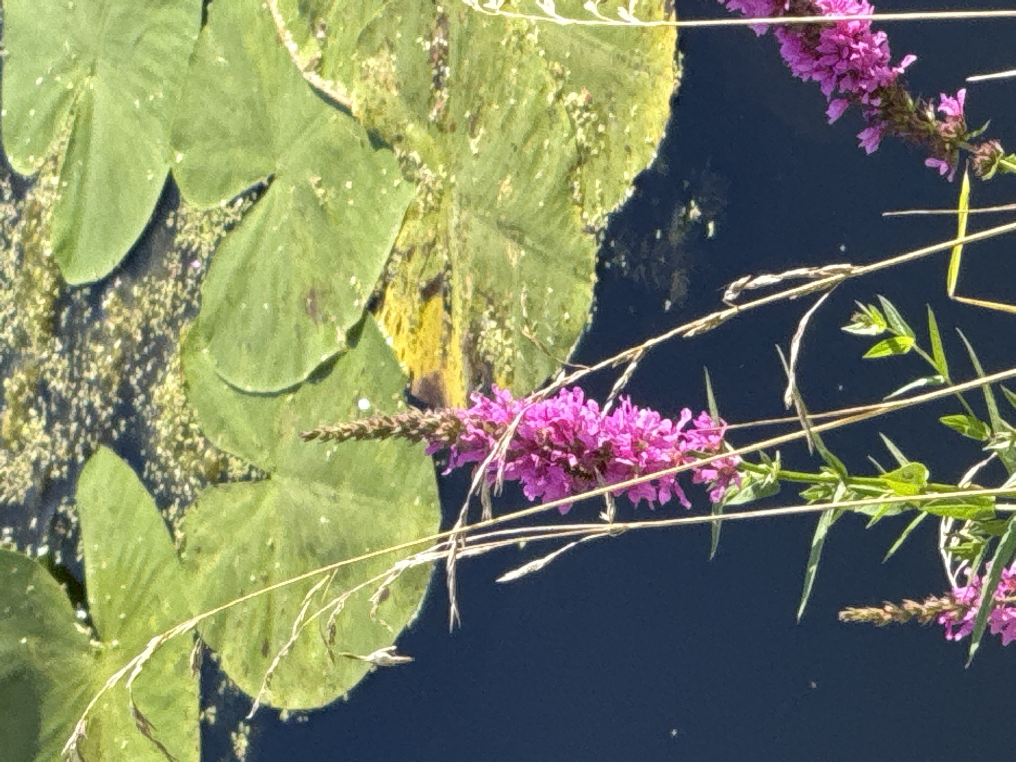 The image depicts a close-up view of a pond with lily pads and flowering plants. In the foreground, a tall, spiky purple flower stands prominently, with delicate dried grass stalks surrounding it. The water is a dark blue, with bright green lily pads floating on the surface, interspersed with patches of lighter green vegetation and small white flecks. The scene is likely from a natural or park setting, possibly a pond in the city of Dolgoprudny, Russia, given the context. There are no people or animals visible in the image. The overall impression is one of natural beauty and tranquility.