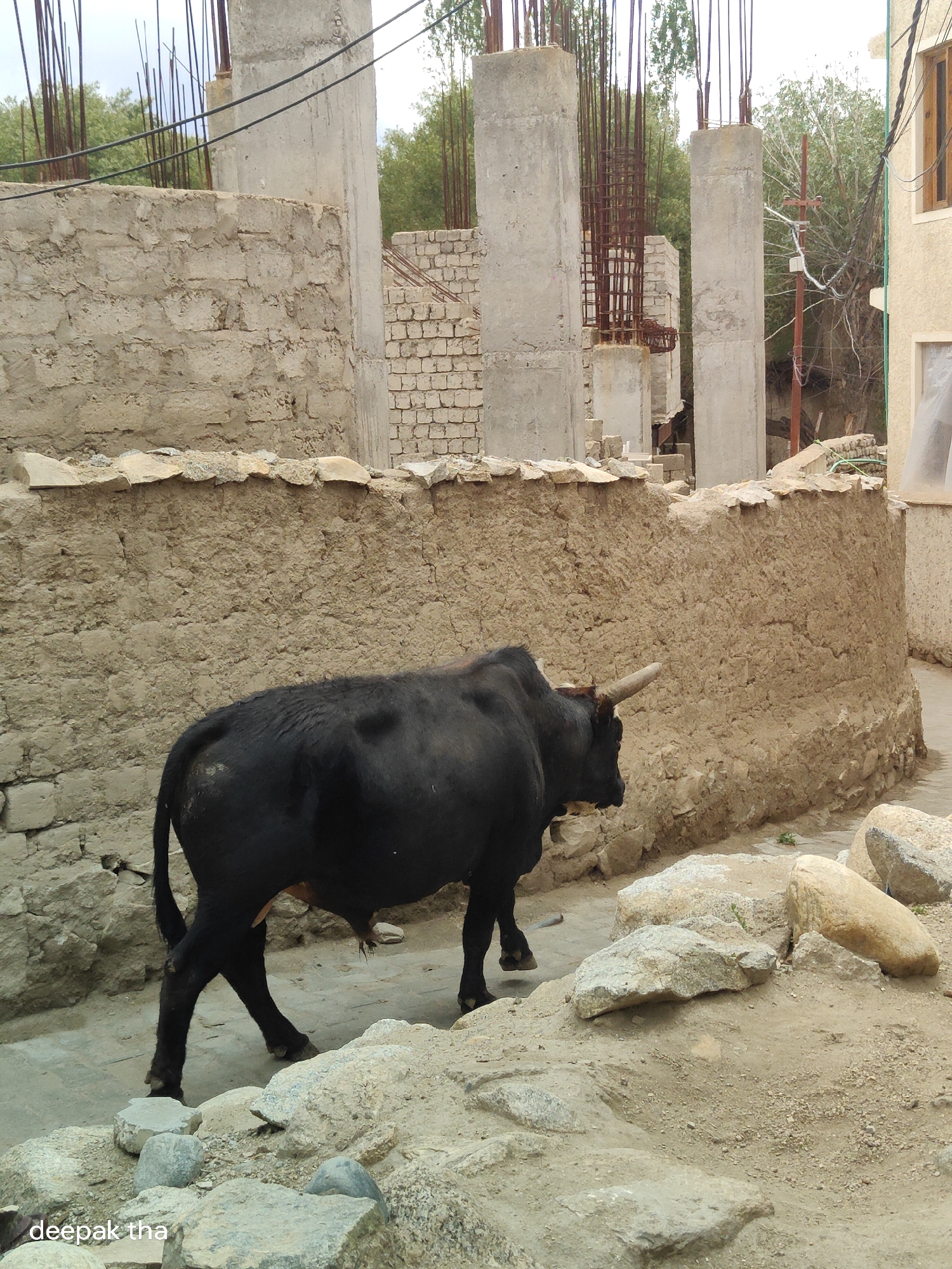 A black yak walks on a dirt path in front of a mud-brick wall in Leh, India. The yak has a single horn that curves upwards. In the background, construction is underway with concrete pillars and rebar. The environment appears to be an alleyway with buildings on either side, one of which is partially visible. The ground is uneven with rocks and dirt. The sky is overcast. A watermark reads "deepak tha" in the bottom left corner.