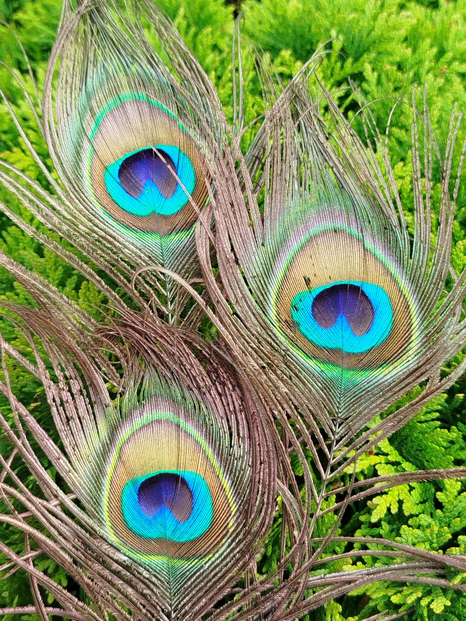 Three peacock feathers are arranged on a bed of vibrant green foliage. The feathers display their distinctive eye patterns, featuring concentric rings of blue, turquoise, gold, and iridescent green. The delicate, wispy barbs of the feathers fan out against the textured green background. The image is a close-up, focusing on the intricate details of the feathers and the lushness of the surrounding plant life. The setting is the outdoor environment of Чкаловское Снт, Russia.