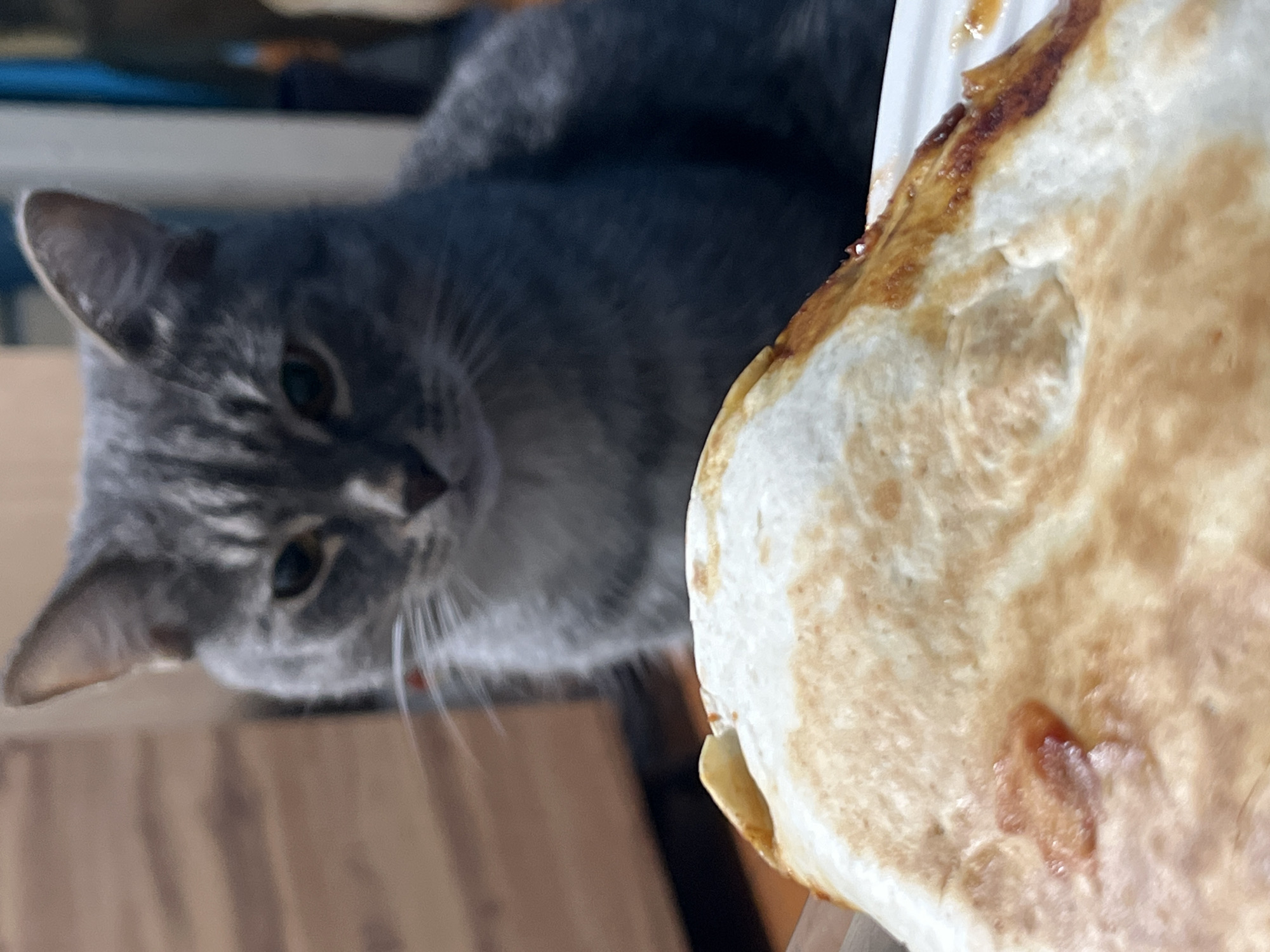A grey tabby cat is intently looking at a quesadilla in the foreground. The quesadilla appears to be a cheese quesadilla with some sort of reddish sauce or filling. The cat's gaze is directed towards the quesadilla, suggesting interest or perhaps a desire to eat it. The background is blurred, but appears to be an indoor setting with wooden furniture. There is no specific indication of the location in the city of Nizhny Tagil, Russia.