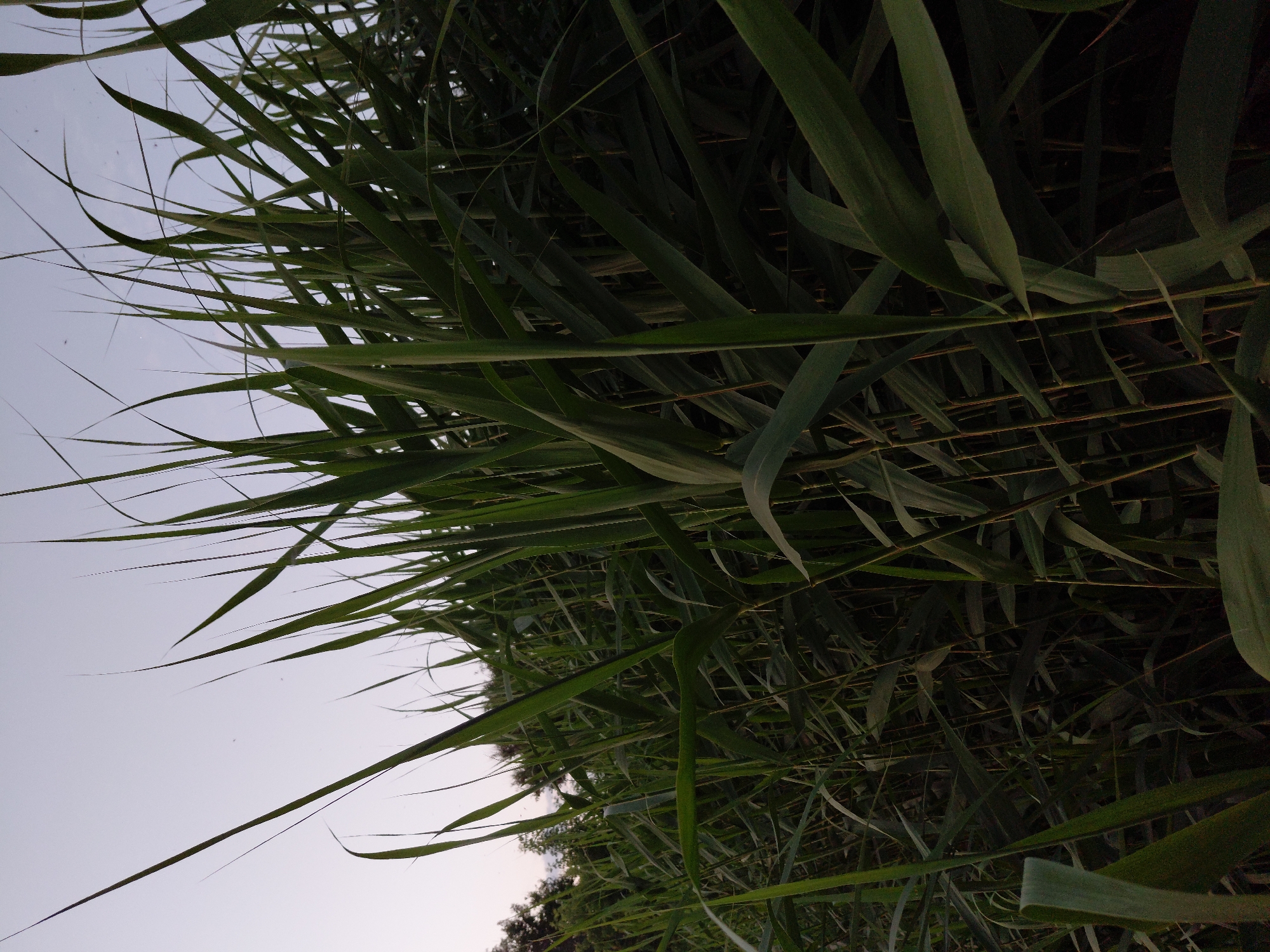 The image is a low-angle, full shot of tall, green reeds or grasses in the foreground. The vegetation is dense and occupies most of the frame, with some stalks reaching upwards and blades of grass fanning out. The background consists of a pale, overcast sky and a dark silhouette of trees on the left edge of the frame. The lighting suggests it may be dusk or dawn, with the overall scene appearing somewhat dim and muted. No people, animals, or specific structures are visible, indicating a natural or semi-natural outdoor environment, likely near a body of water or a marshy area given the nature of the vegetation. The location is Ustyvytsia, Ukraine.