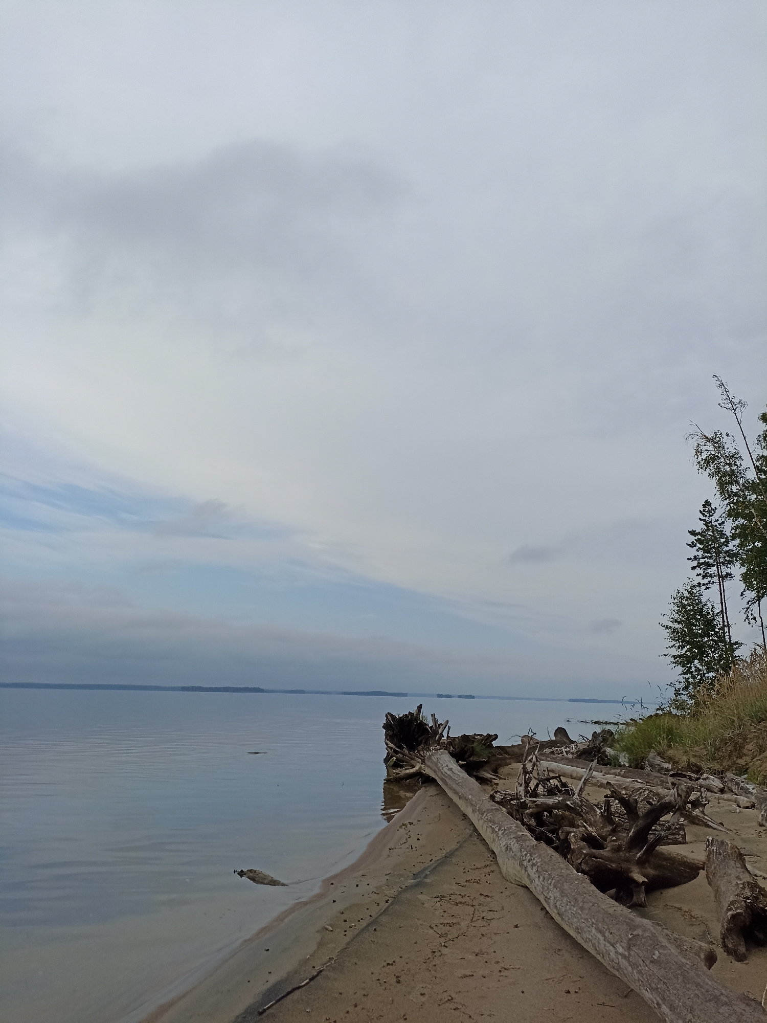 The image depicts a serene, overcast day at the shore of a large body of water, likely a lake or a wide river, near Zavyalovo, Russia. In the foreground, the sandy beach is littered with numerous pieces of driftwood, some large and prominent, others small and tangled. One particularly large, weathered log lies horizontally across the sand, serving as a focal point. The water is calm and reflects the muted light of the sky. Along the right edge of the frame, a grassy bank rises, topped with a few slender trees and dry grasses, suggesting a natural, undeveloped shoreline. The sky is filled with soft, diffused clouds, creating a slightly somber but peaceful atmosphere. There are no people or animals visible in the frame. The overall impression is one of quiet natural beauty.