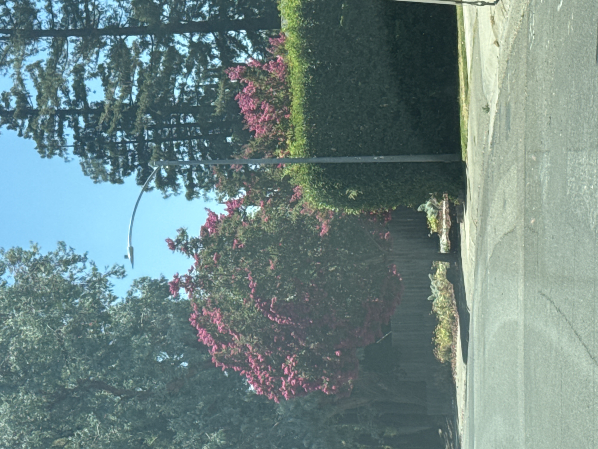 The image shows a residential street scene in Sacramento, California, on a clear day. The foreground features an asphalt road with some cracks. To the right of the road is a sidewalk and a neatly trimmed green hedge. Behind the hedge, a tall streetlight stands. Further back, a large tree with vibrant pink flowers is prominent, with another cluster of pink flowers visible to its right. A wooden fence runs behind the flowering trees, partially obscured by foliage. In the background, tall evergreen trees stand against a bright blue sky. The scene depicts a well-maintained suburban environment with lush vegetation.