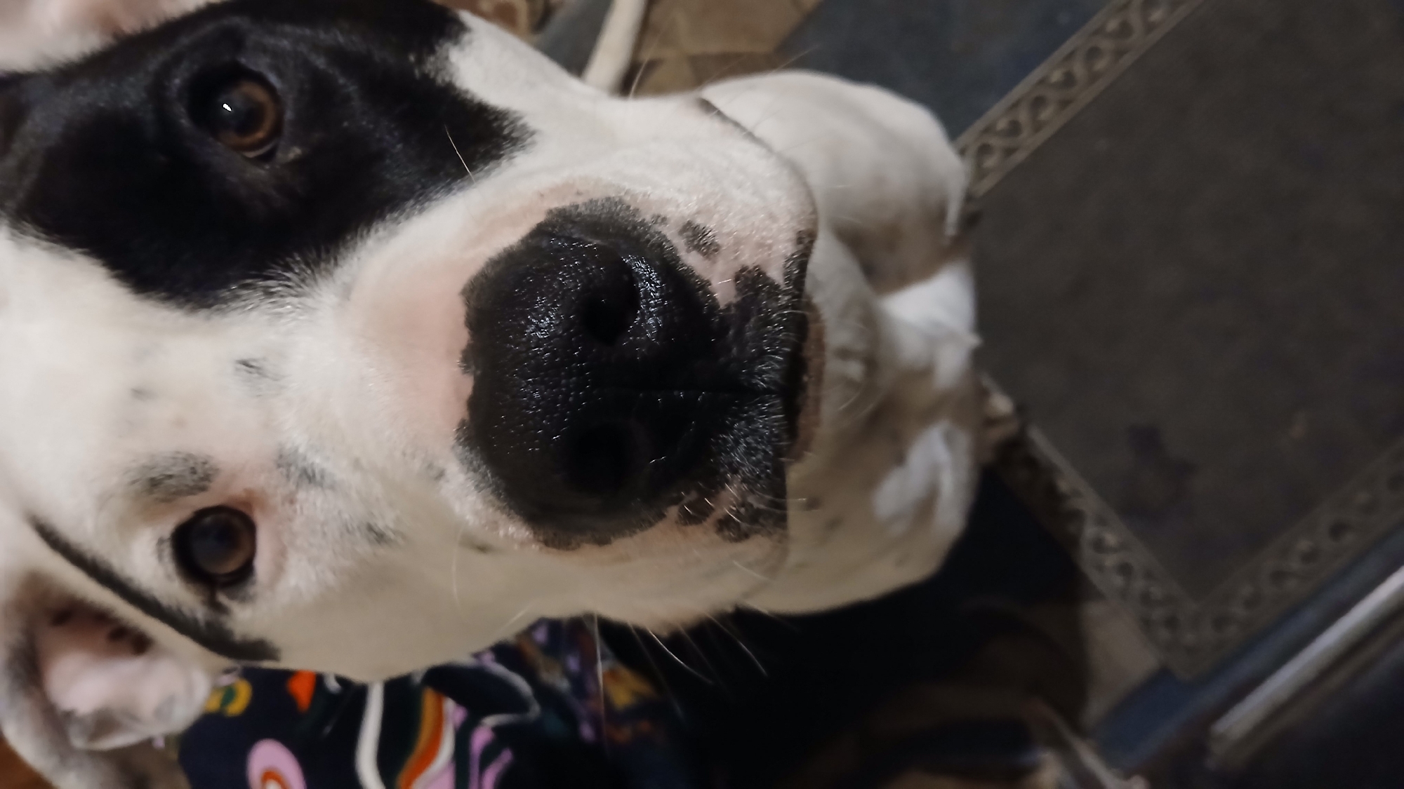 A close-up, downward-angled view shows the face of a white dog with black markings around its left eye. The dog's black, wet nose is prominent in the center of the frame. Part of a decorated dark-colored surface, possibly a table, is visible in the upper right corner. The bottom of the image shows fabric with a colorful pattern. The location and city are unknown.