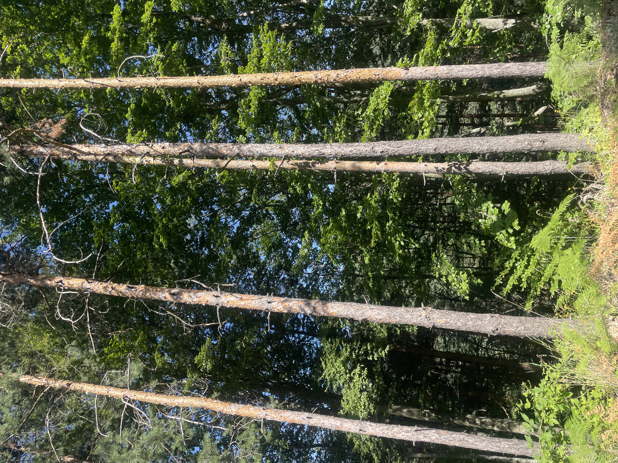 The image depicts a dense forest with tall, slender trees. The foreground is dominated by lush green ferns and undergrowth, with dry grasses and leaves scattered on the ground. The trees are a mix of pine and deciduous varieties, with the pine trees showing rough, textured bark and sparse branches, while the deciduous trees form a thick, green canopy above. The sunlight filters through the leaves, creating dappled patterns on the forest floor. The overall impression is one of a natural, untamed woodland. The provided location of Krastatitsa, Bulgaria, suggests this is a scene from the Bulgarian countryside.