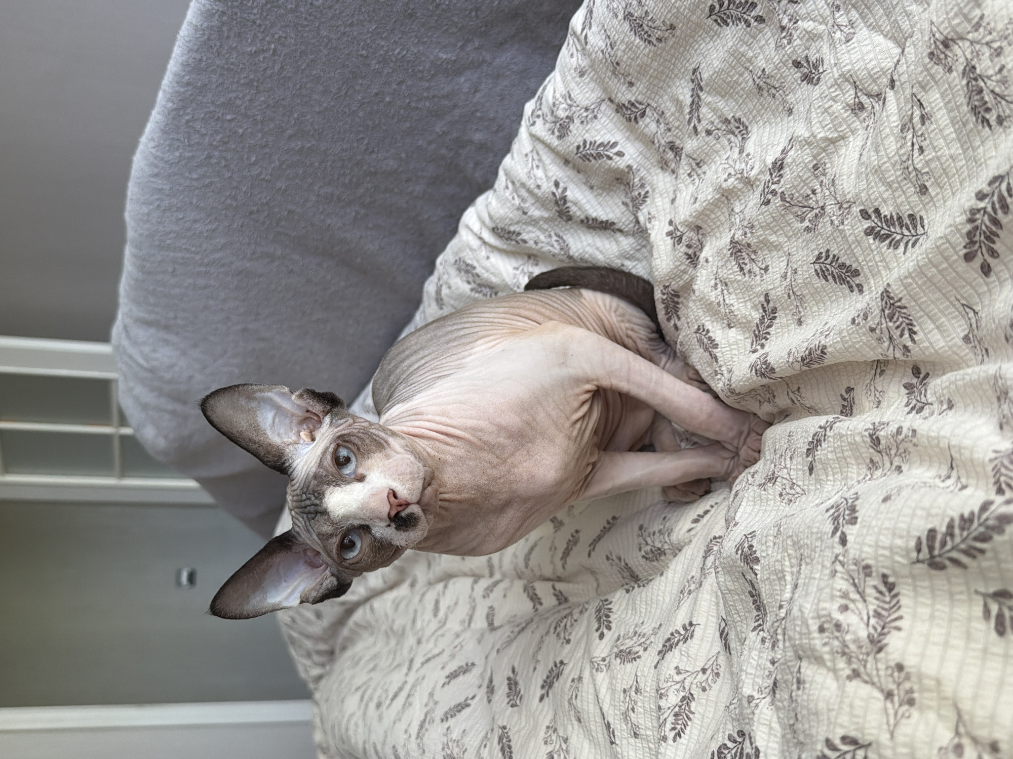 A tan and white Sphynx cat is lying on a patterned, cream-colored bedspread. The cat is curled up with its head facing the camera, its large ears perked up. To the left of the bedspread is a gray, folded blanket. A white grid-like structure is visible in the background. The cat is indoors, likely in a bedroom. The location is Unknown, Unknown.